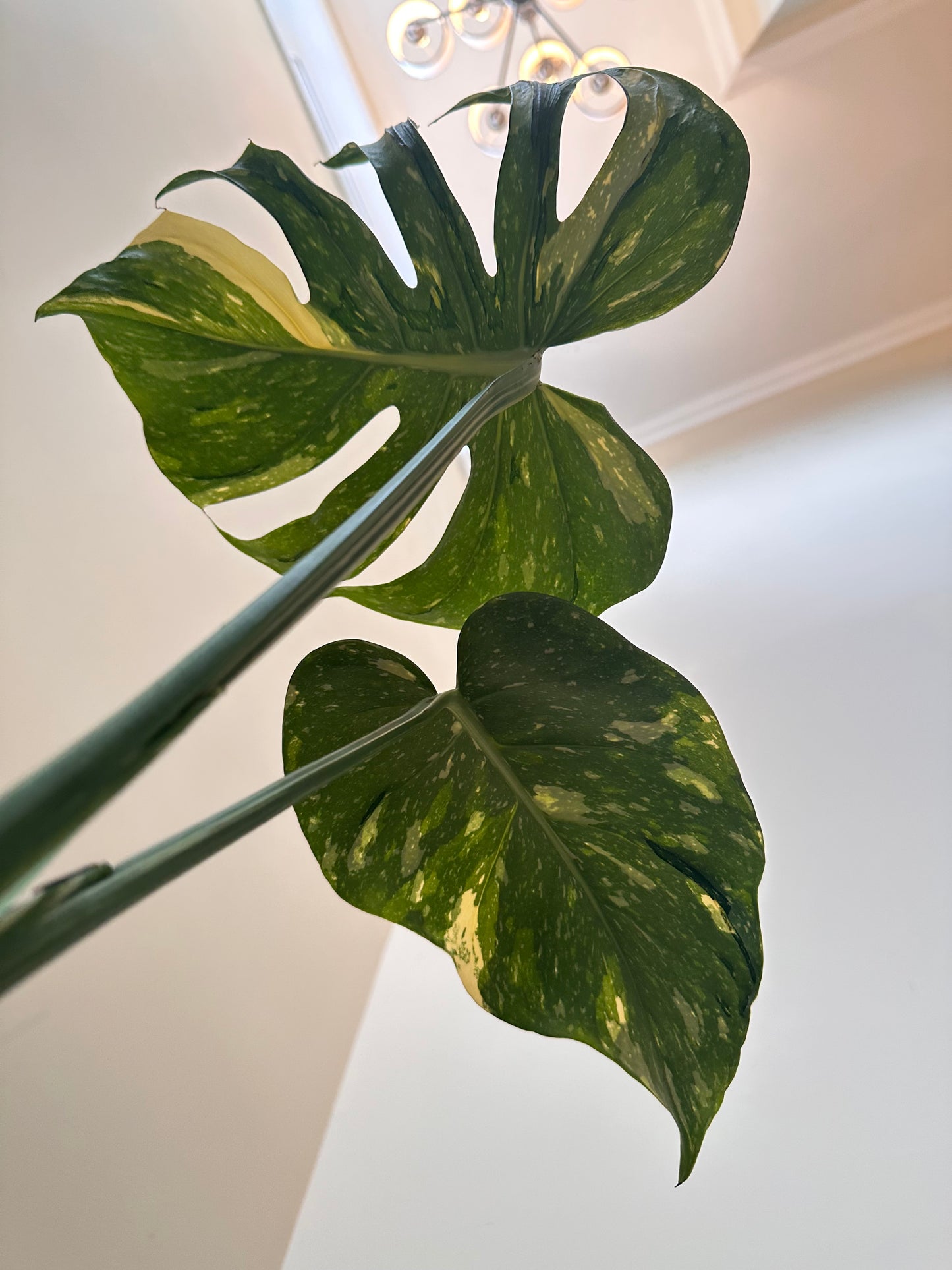 Monstera ‘Medusa’ 🦄