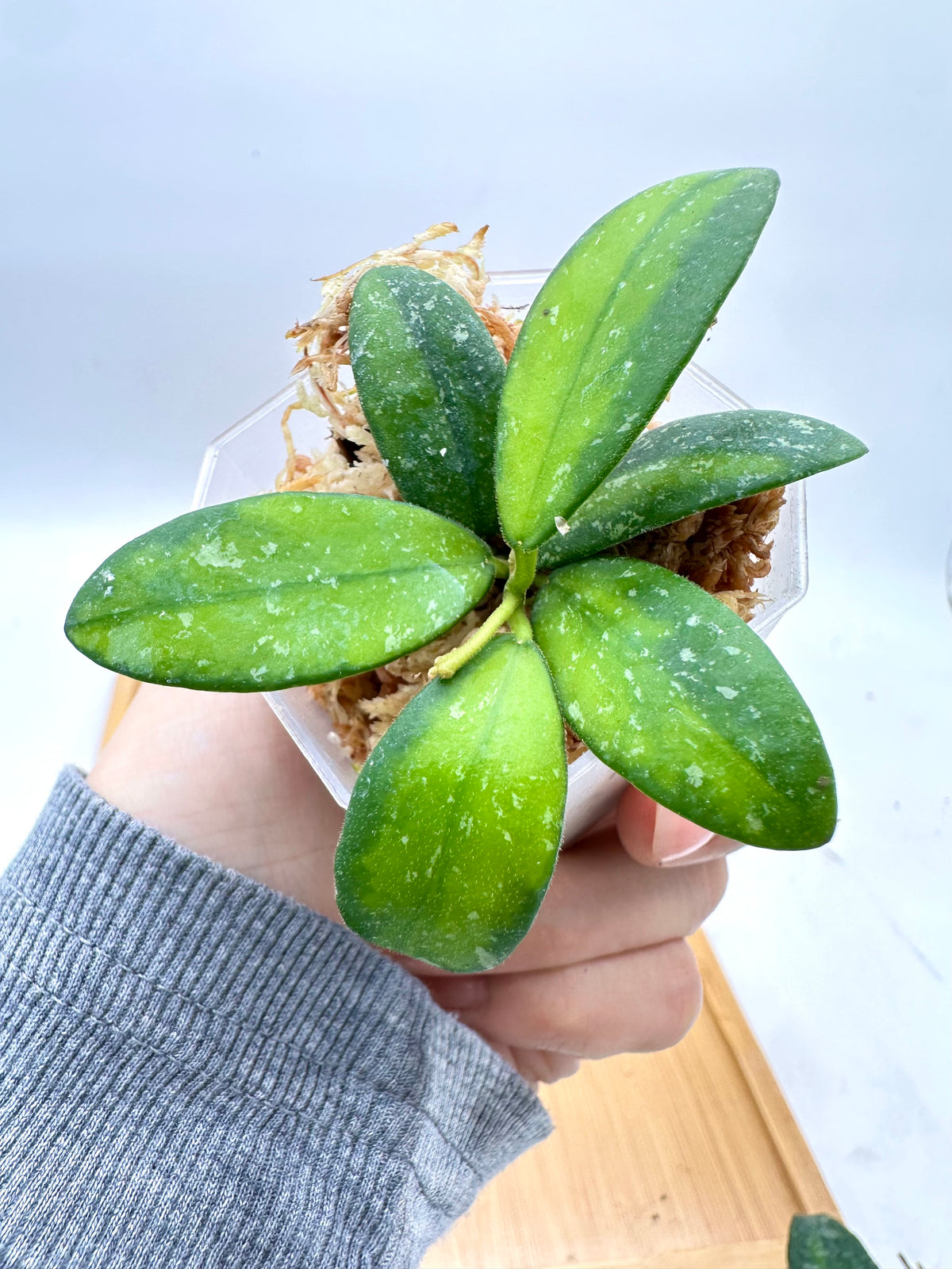 Hoya VL9 Variegated Splash