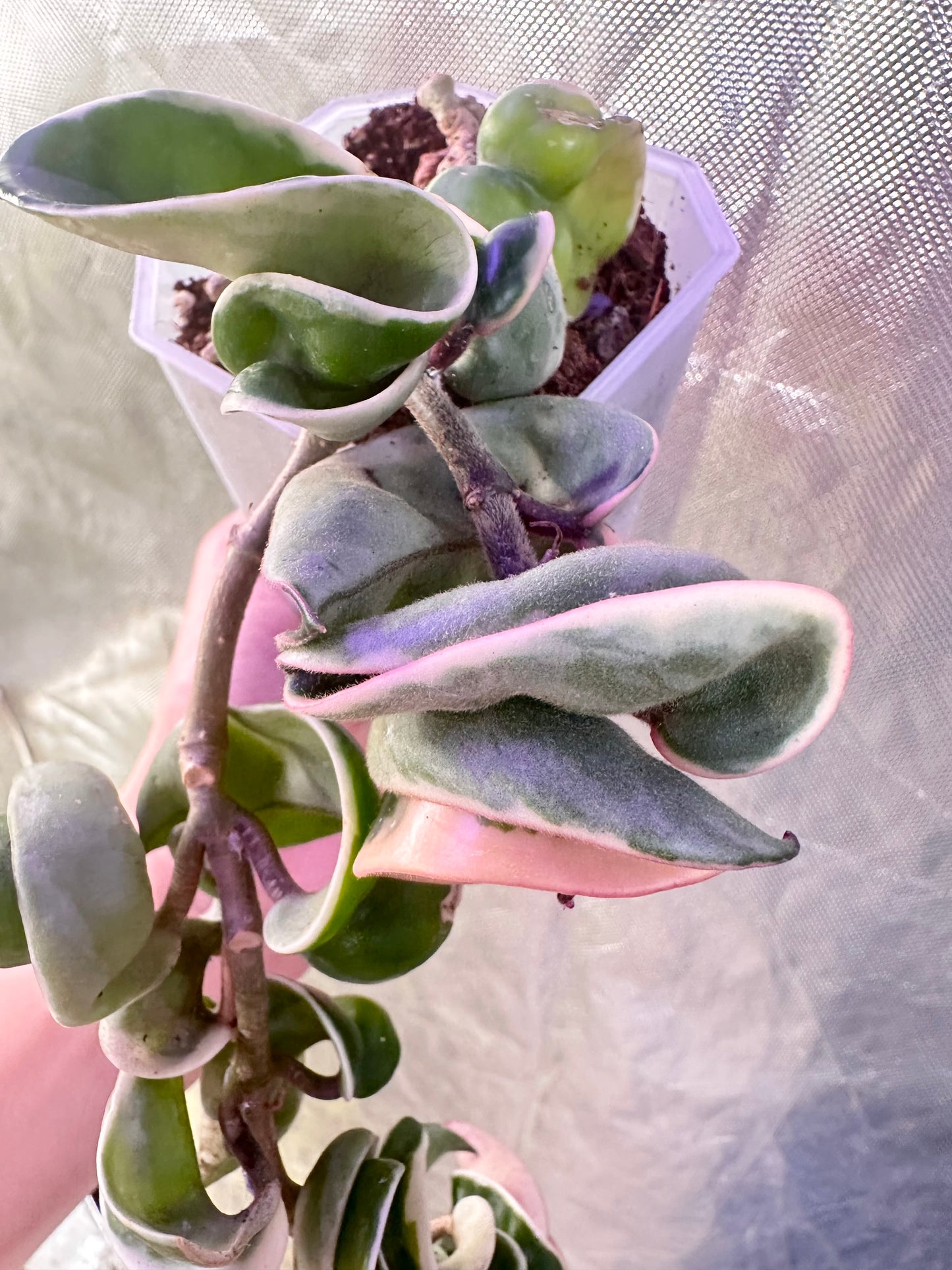 Hoya Compacta Albo - Multiple Growths, Trailing