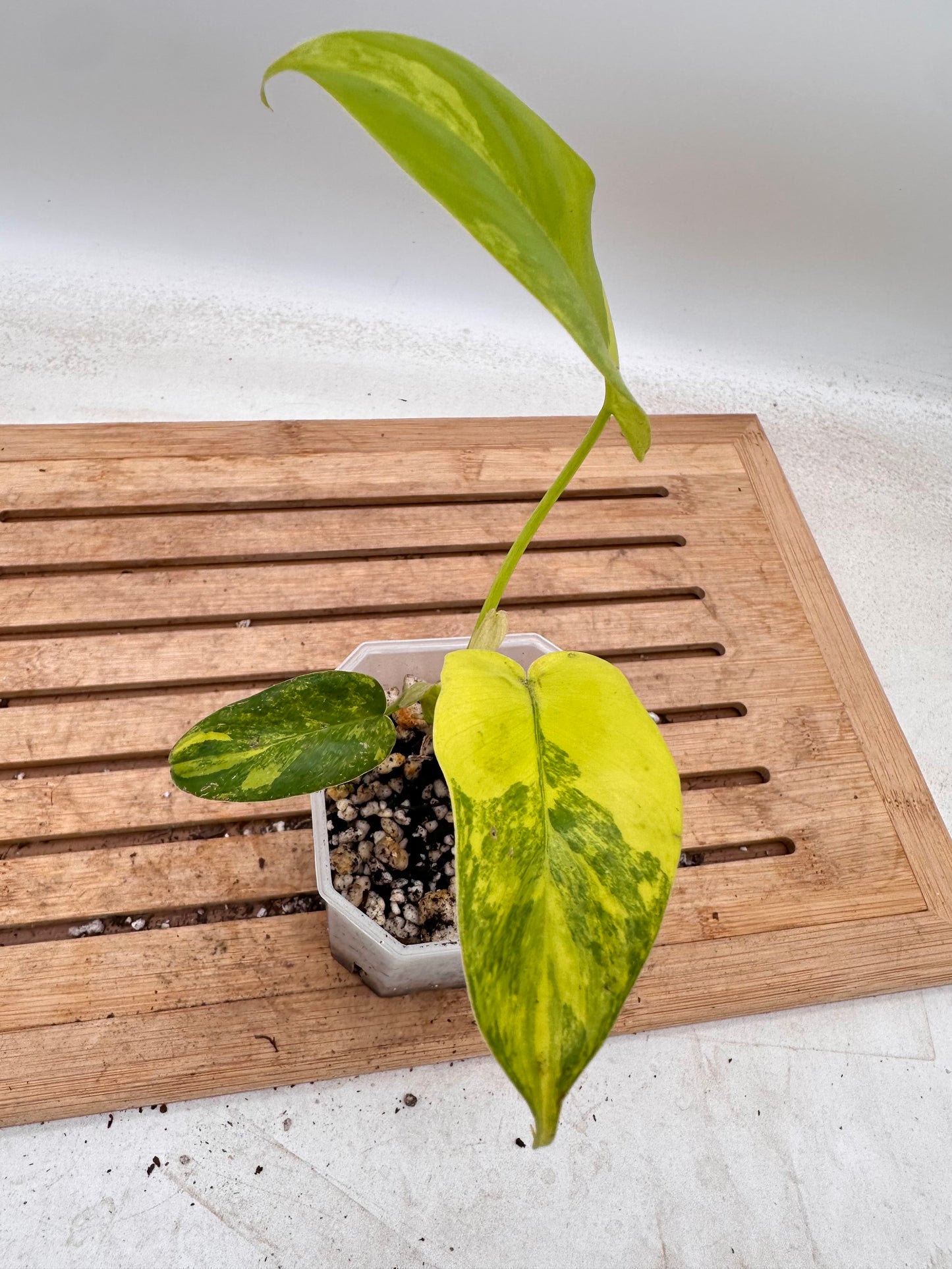 Philodendron Domesticum Variegated - Thanksgiving Sale 💚
