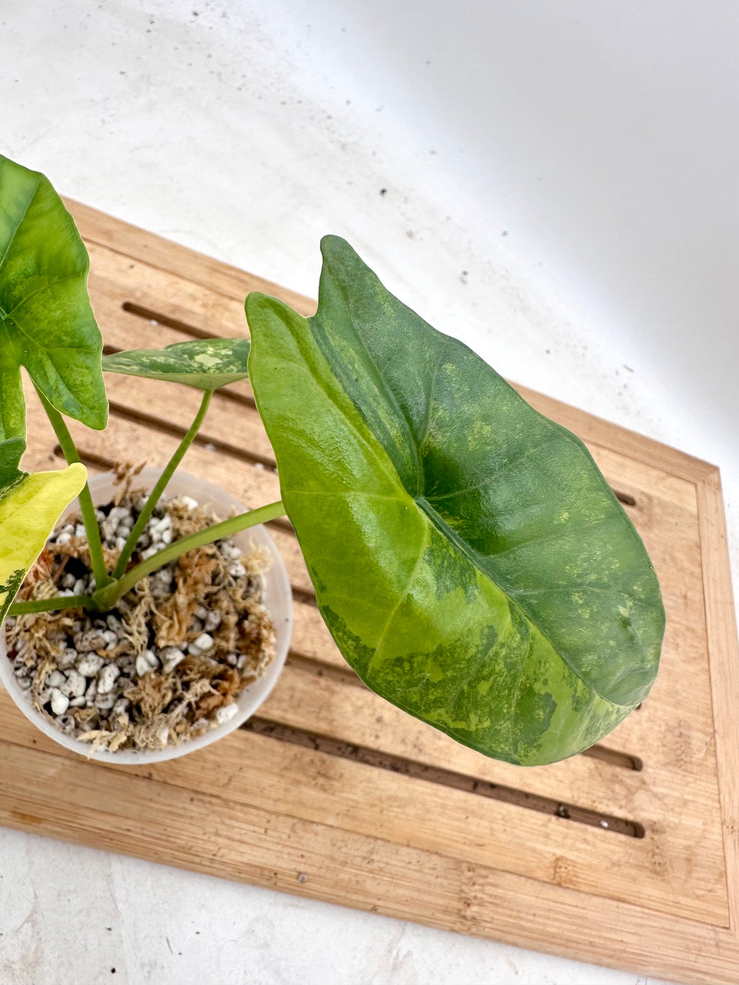 Alocasia Simpo Aurea Variegated 🦄 - August Sale