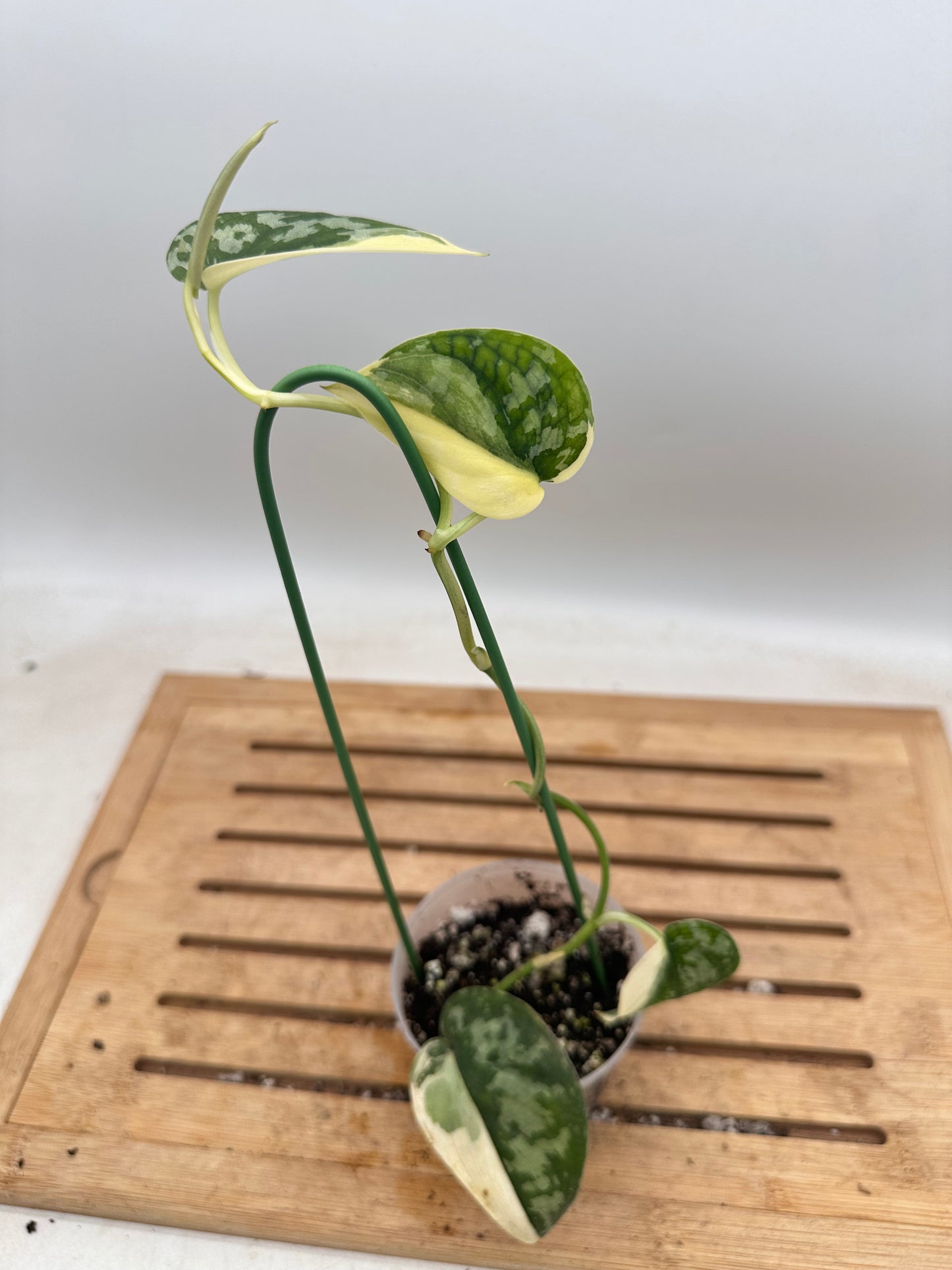 Scindapsus Mayari Variegated - Thanksgiving Sale 💚
