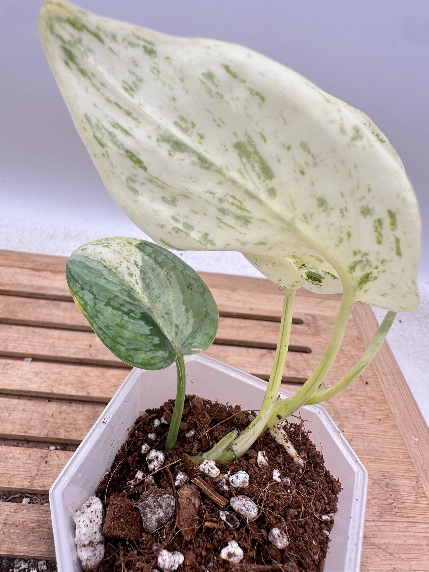 Scindapsus Bahorok - Thanksgiving Sale
