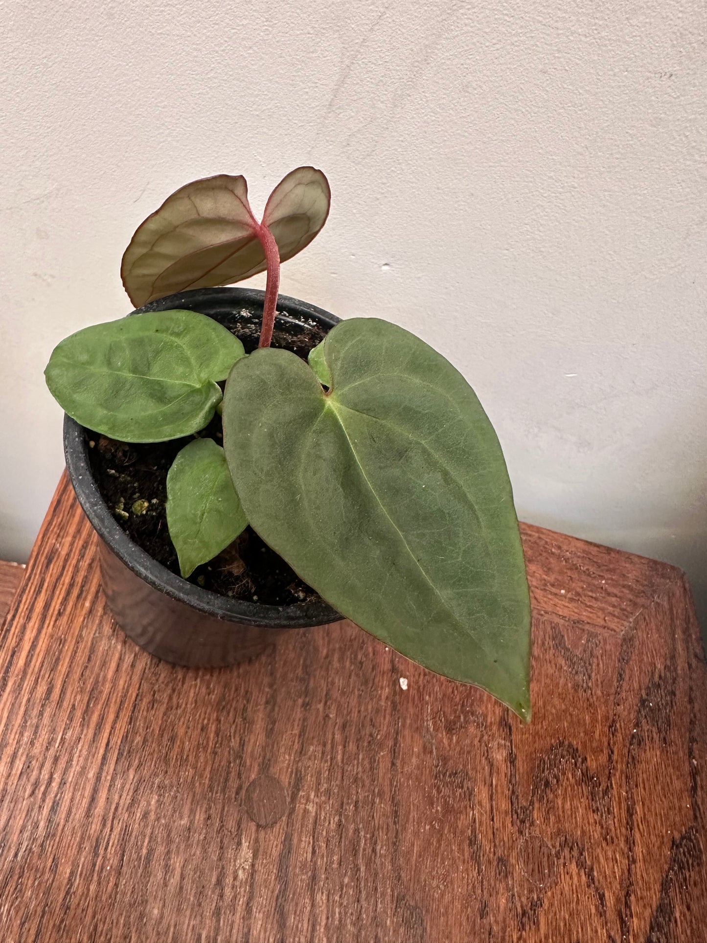 Anthurium Luxurians Dark - Thanksgiving Sale