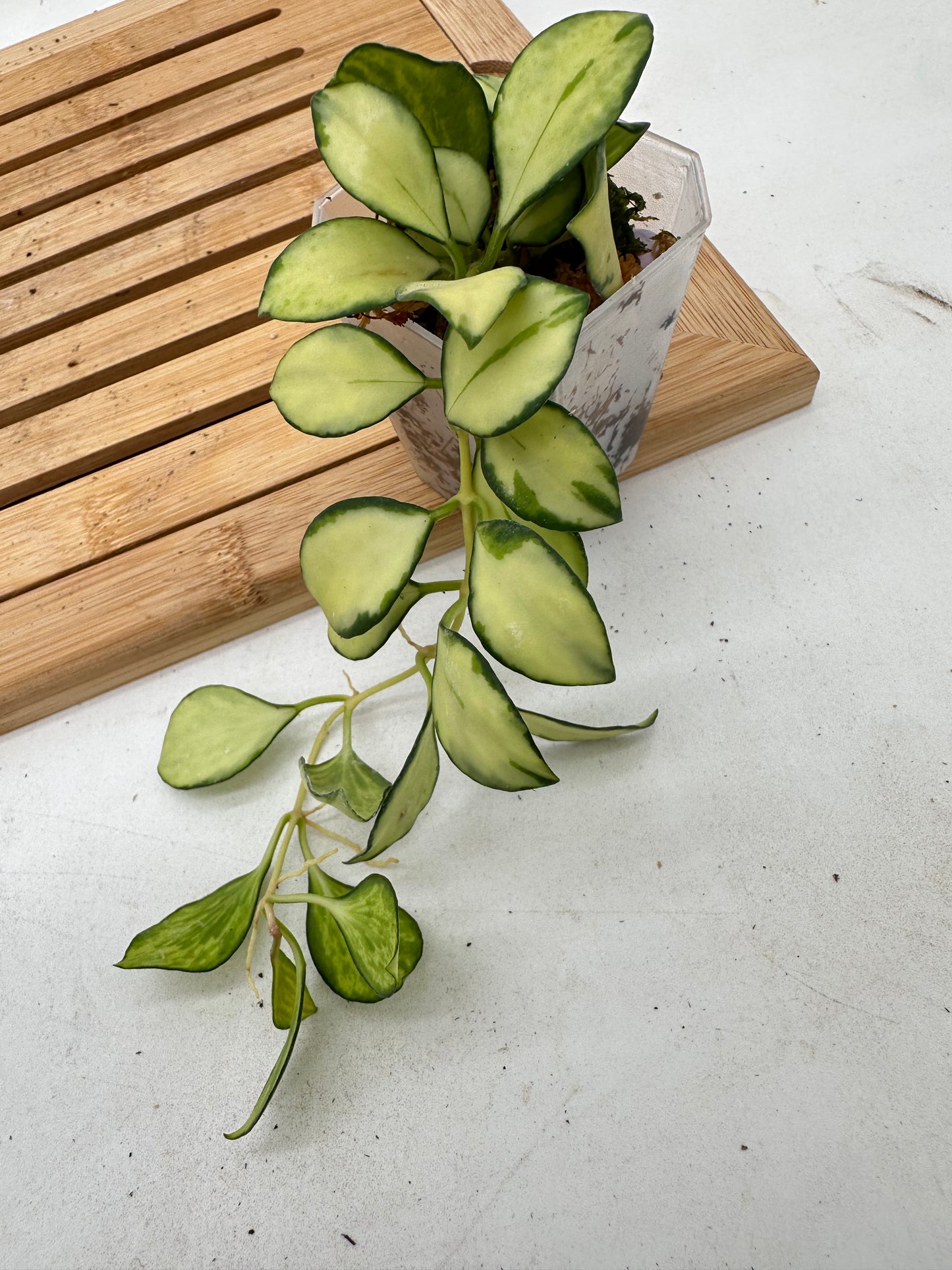 Hoya Heuschkeliana Inner Variegated - Multiple Growths