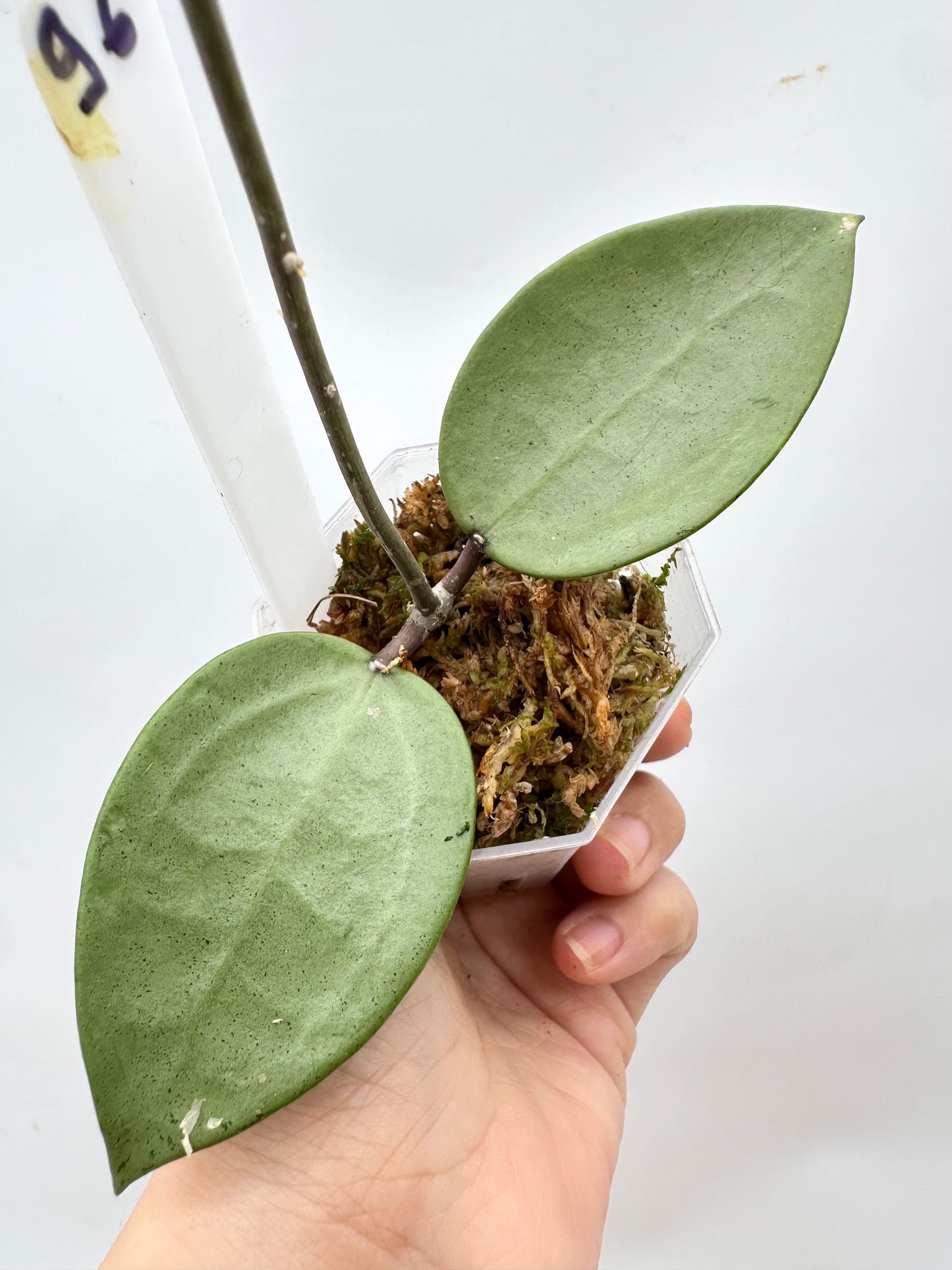 Hoya Verticillata ‘Silver Heart’