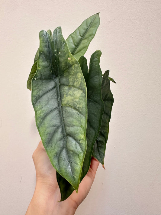Alocasia Metalic Blue Sport Variegated CORM