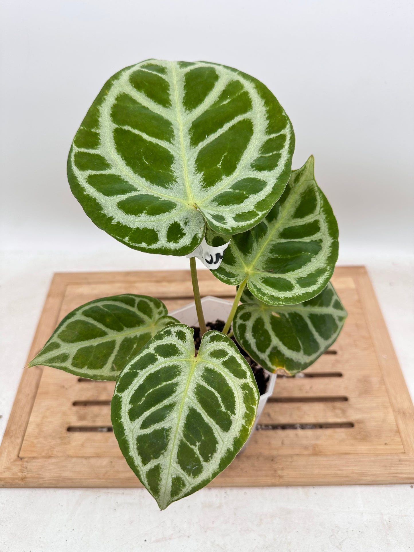 Anthurium Red Tiger Mutant - Good Size - Thanksgiving Sale 💚