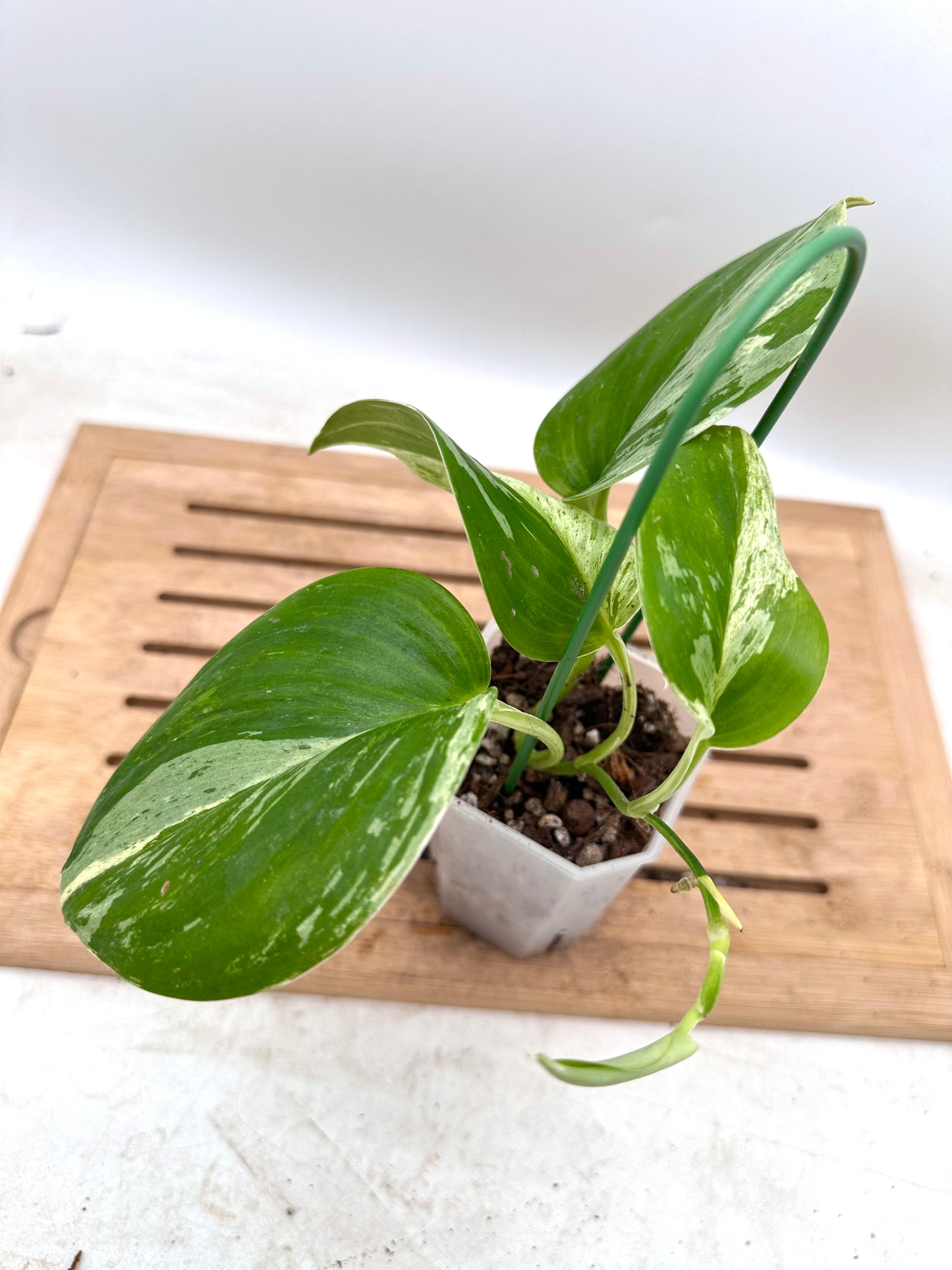 Scindapsus Treubii Variegated