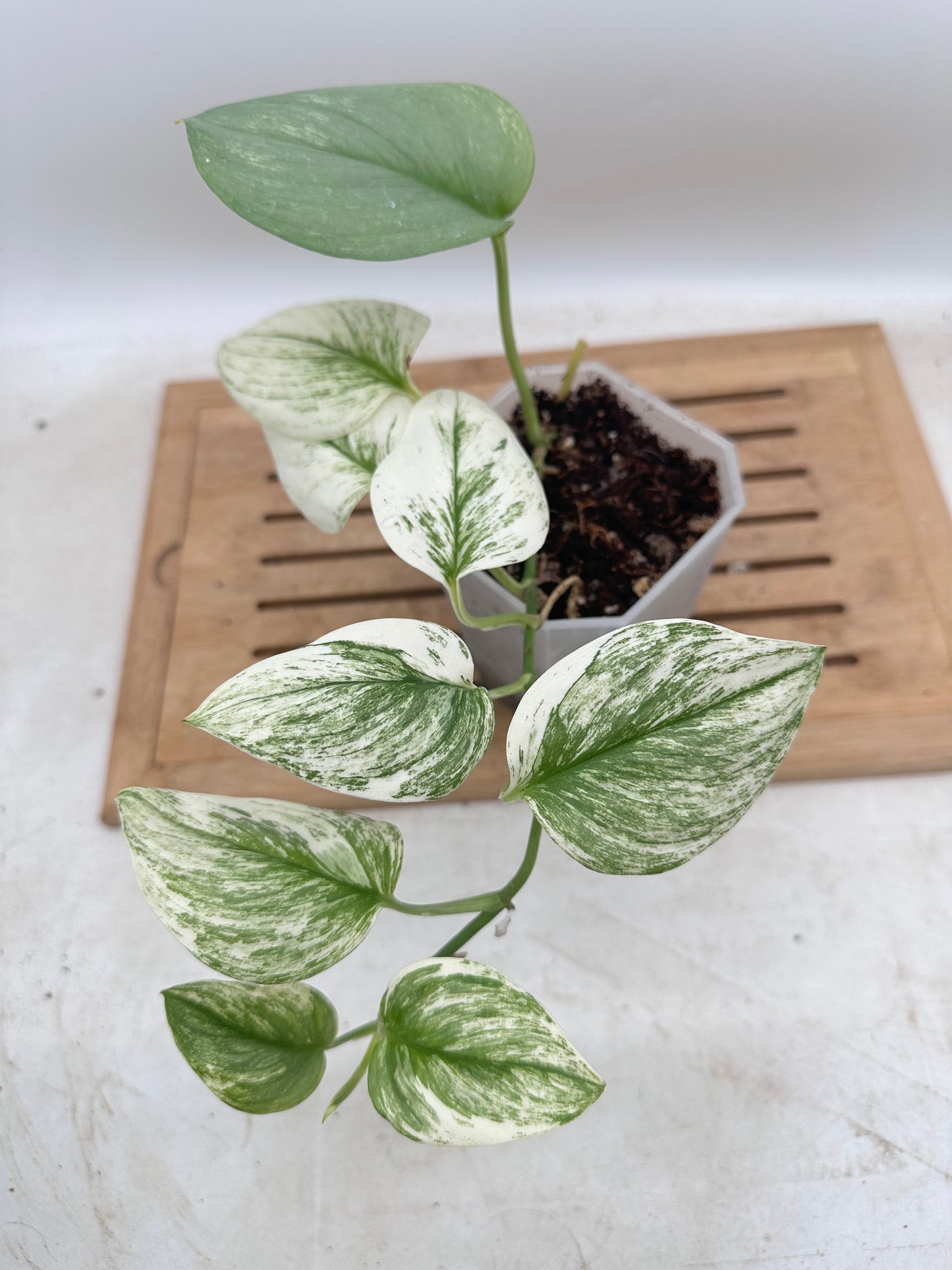 Scindapsus Treubii Moonlight White Mutation - Thanksgiving Sale 💚