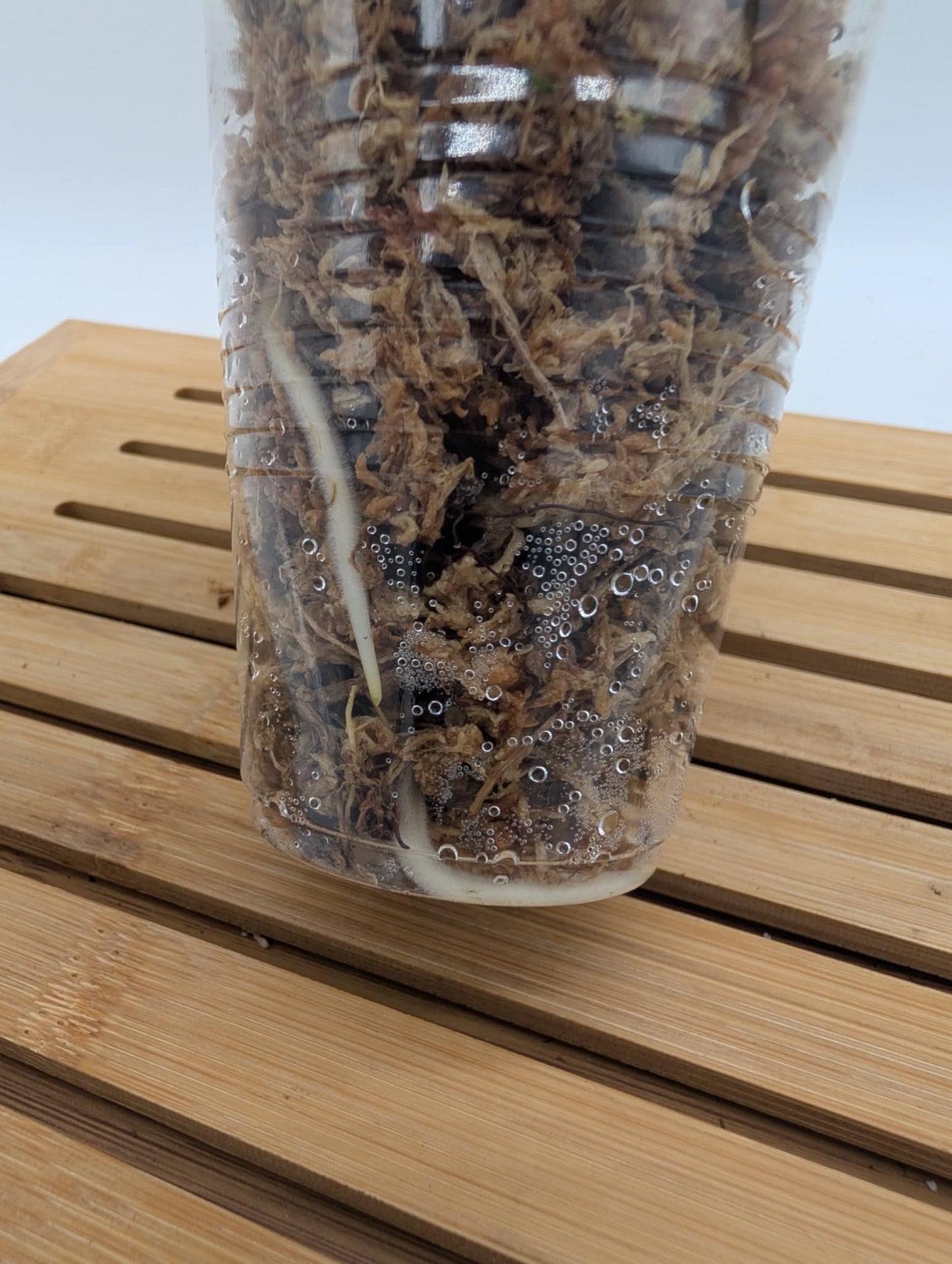 Scindapsus Mayari Variegated