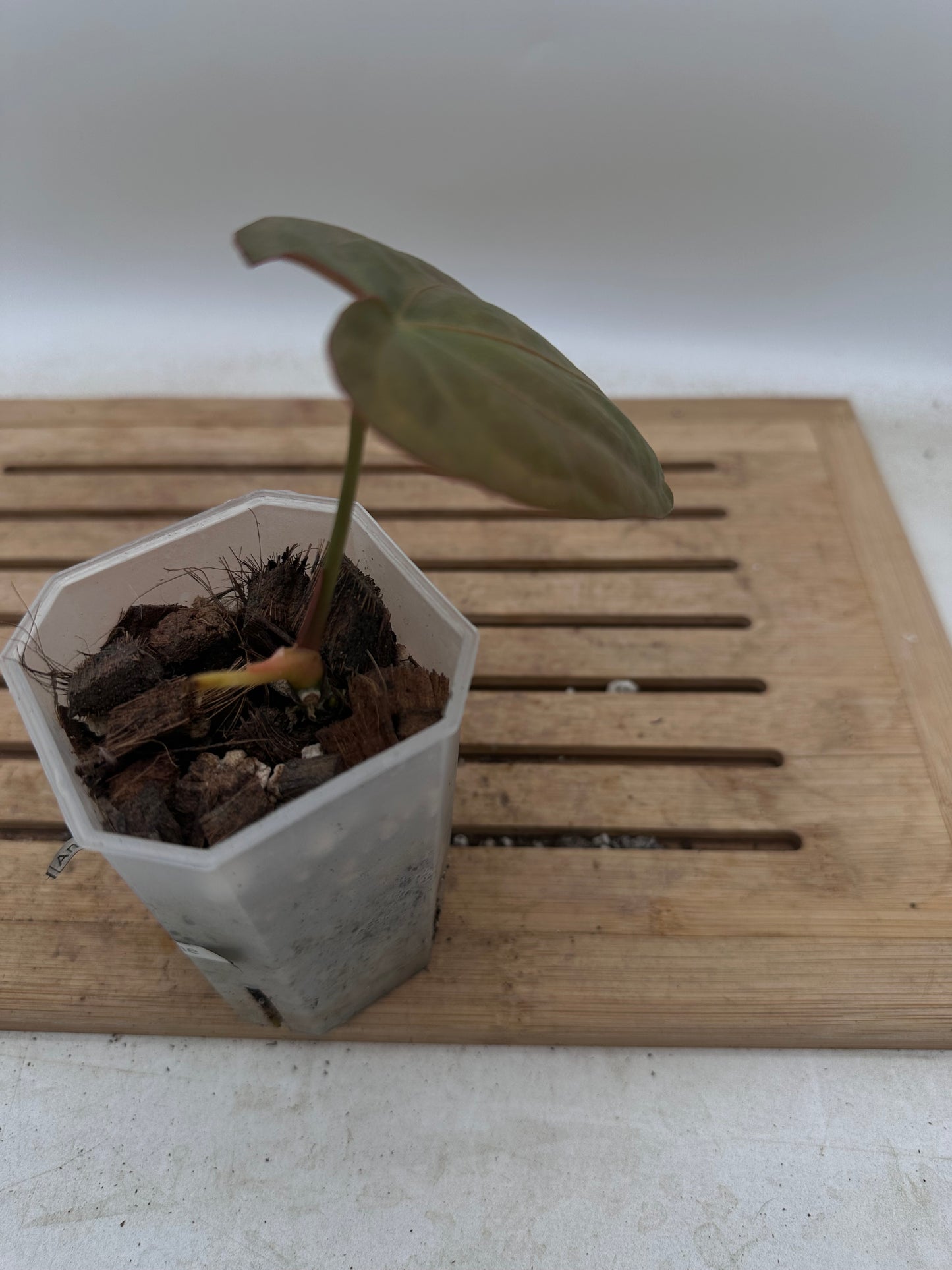 Anthurium DP x X One - Thanksgiving Sale 💚