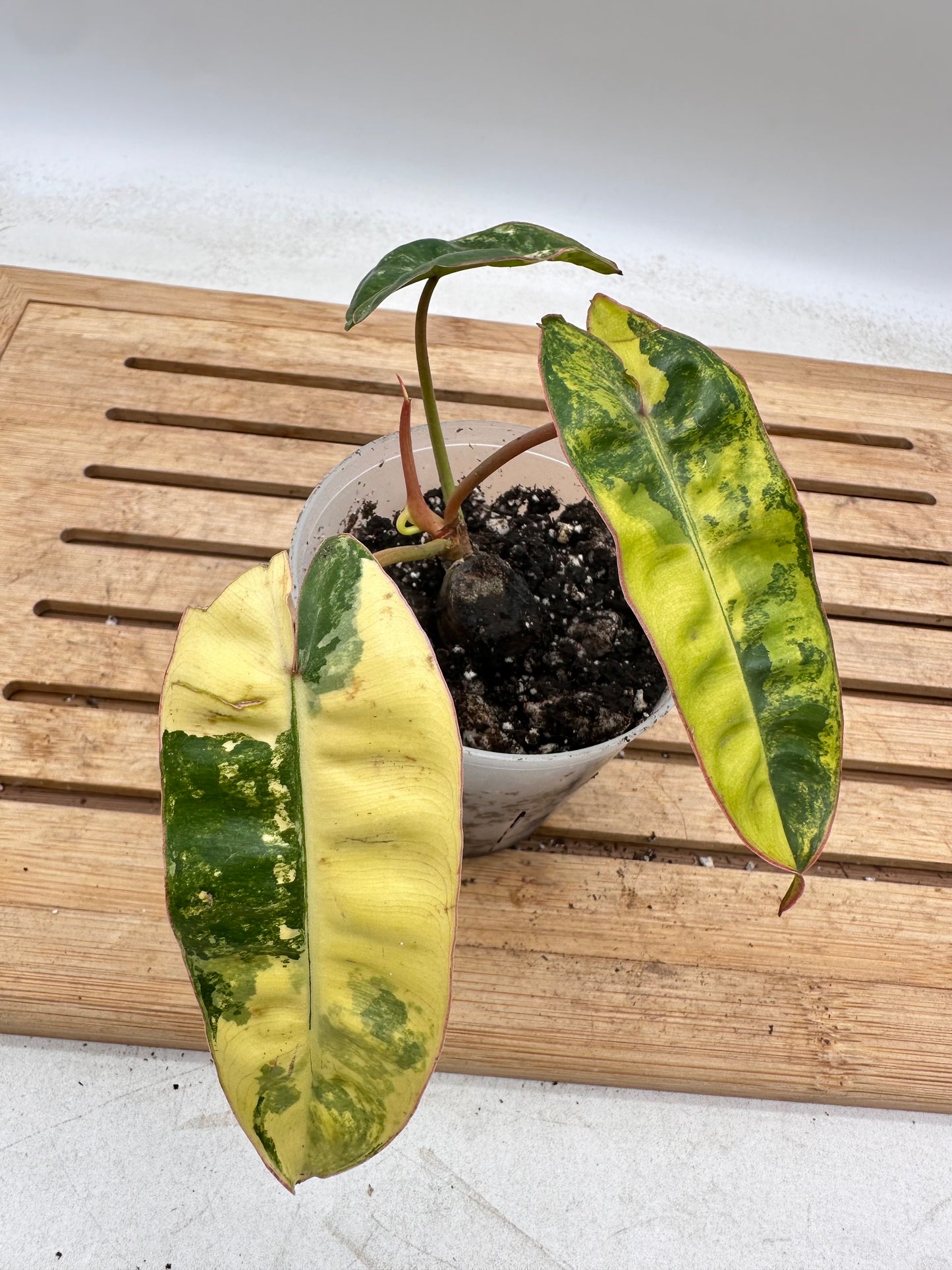 Philodendron Billietiae Variegated