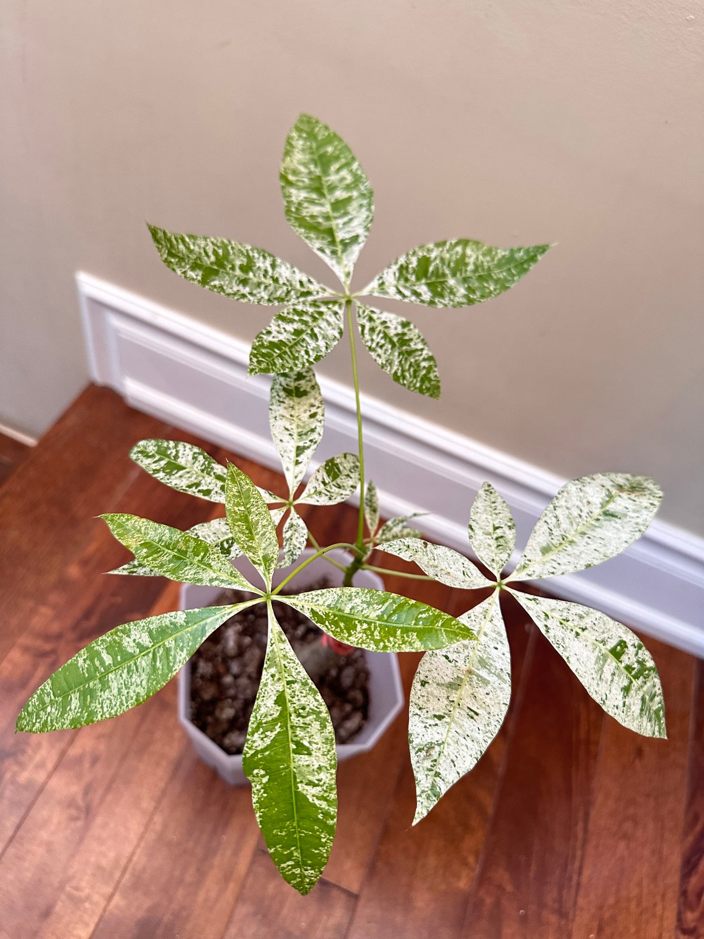 Variegated Money Tree E - August Sale