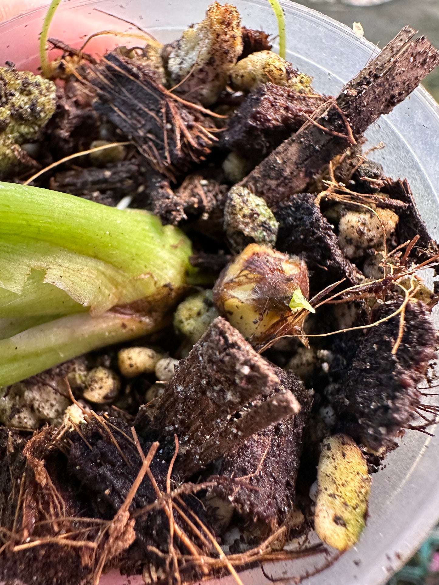 Alocasia Sinuata Albo Variegated CORM