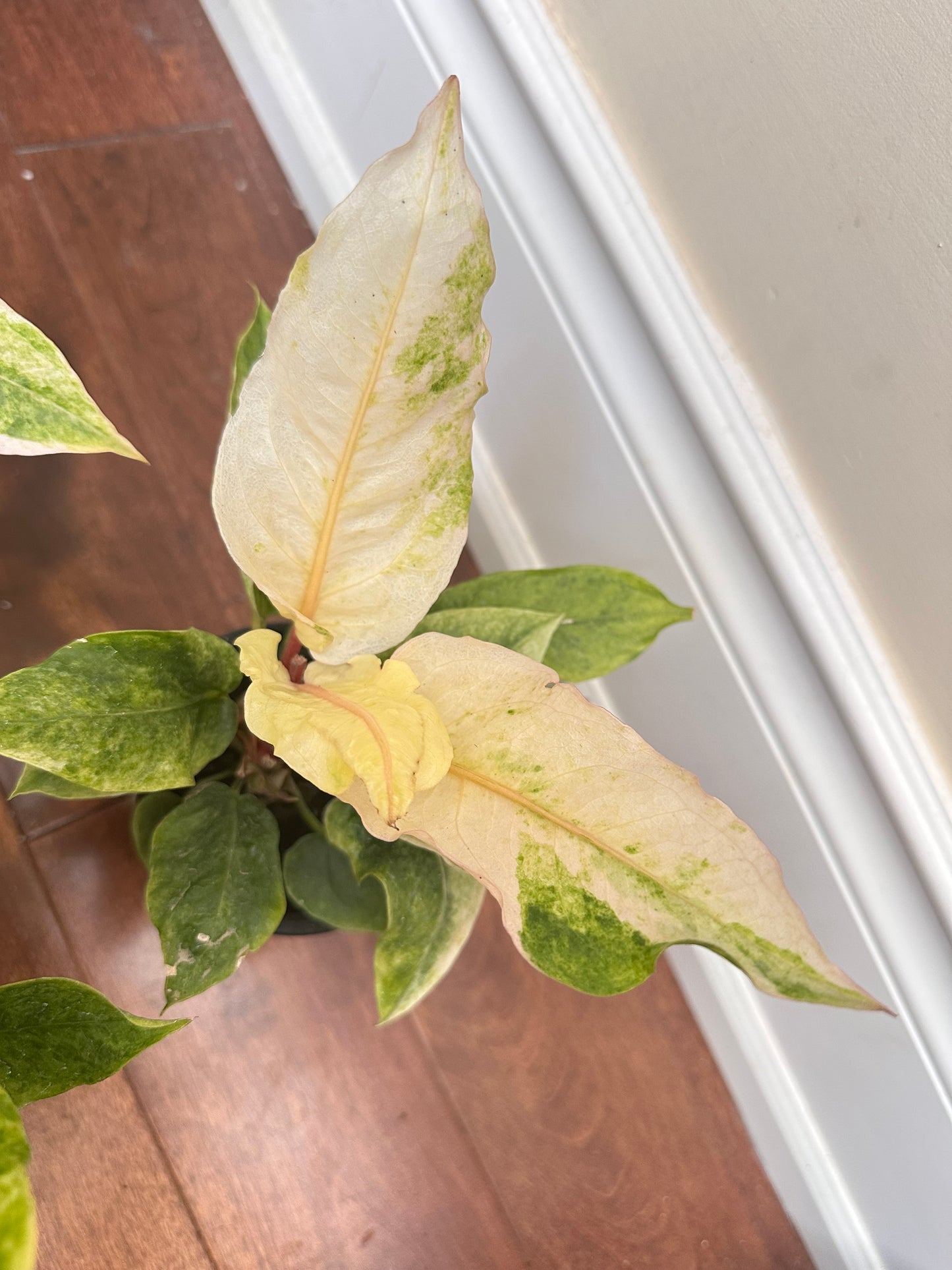 Anthurium Hookerii Variegated