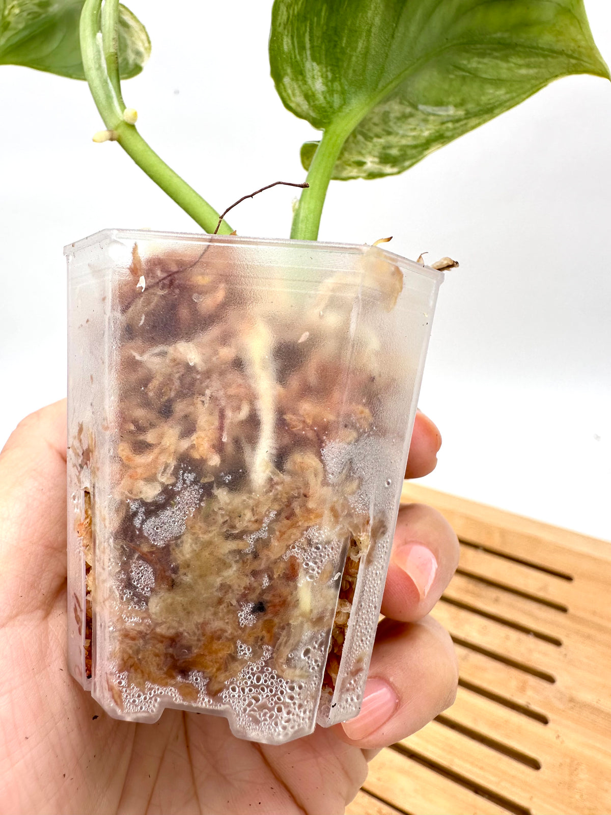 Scindapsus Hologram Variegated