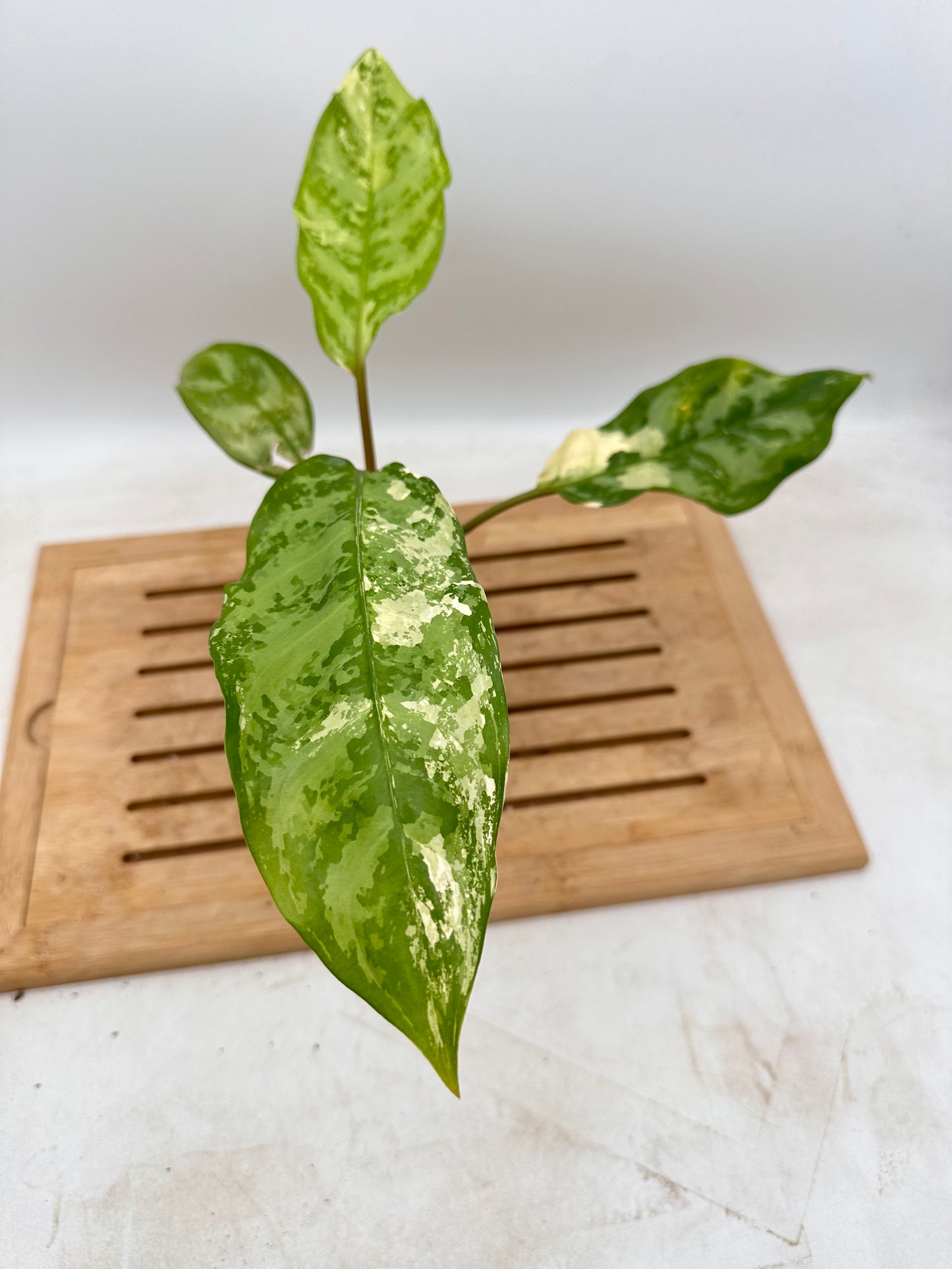 Aglaonema Manila Pride Variegated