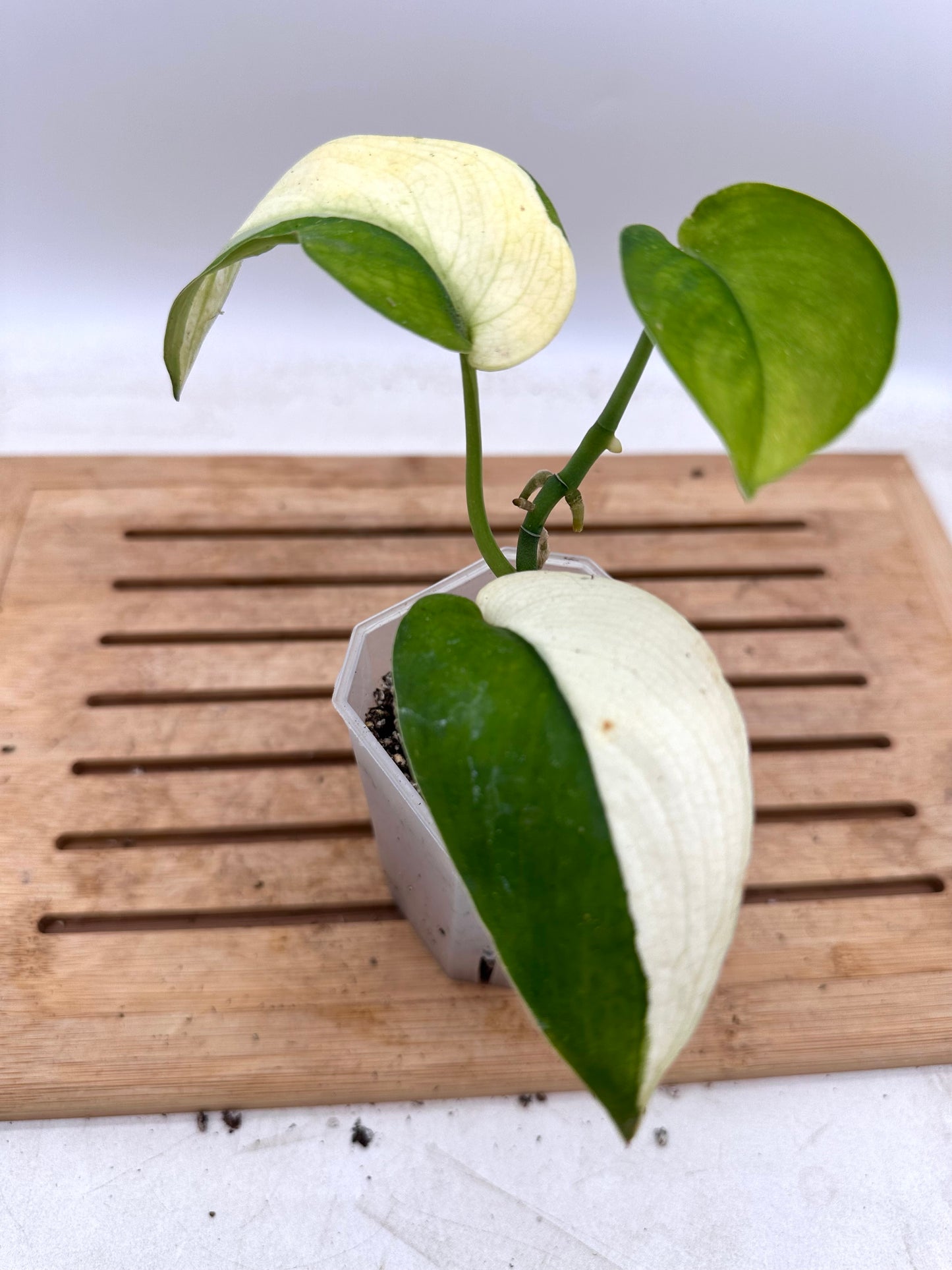 Scindapsus Jade Satin Albo White Variegated
