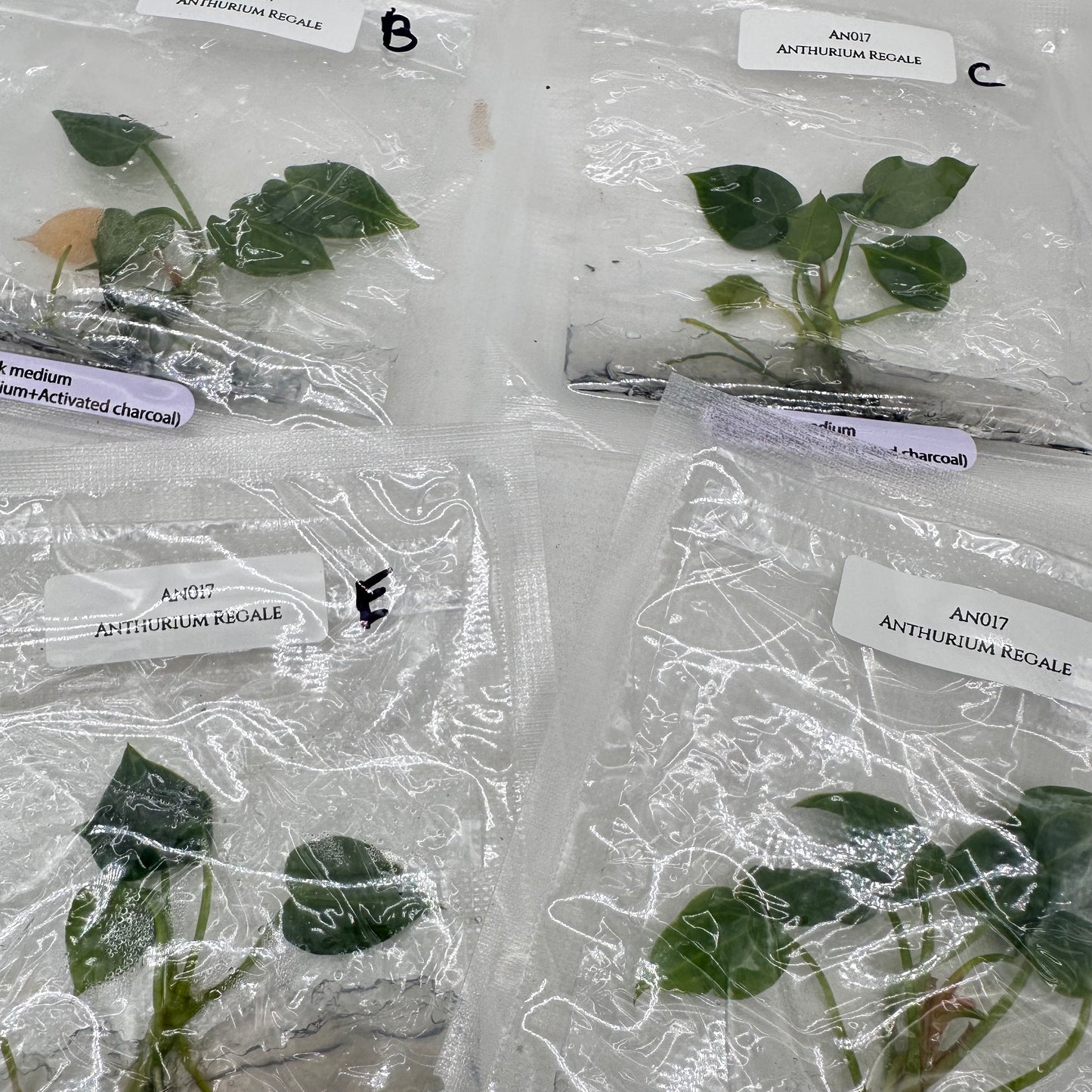 Tissue Culture - Anthurium Regale