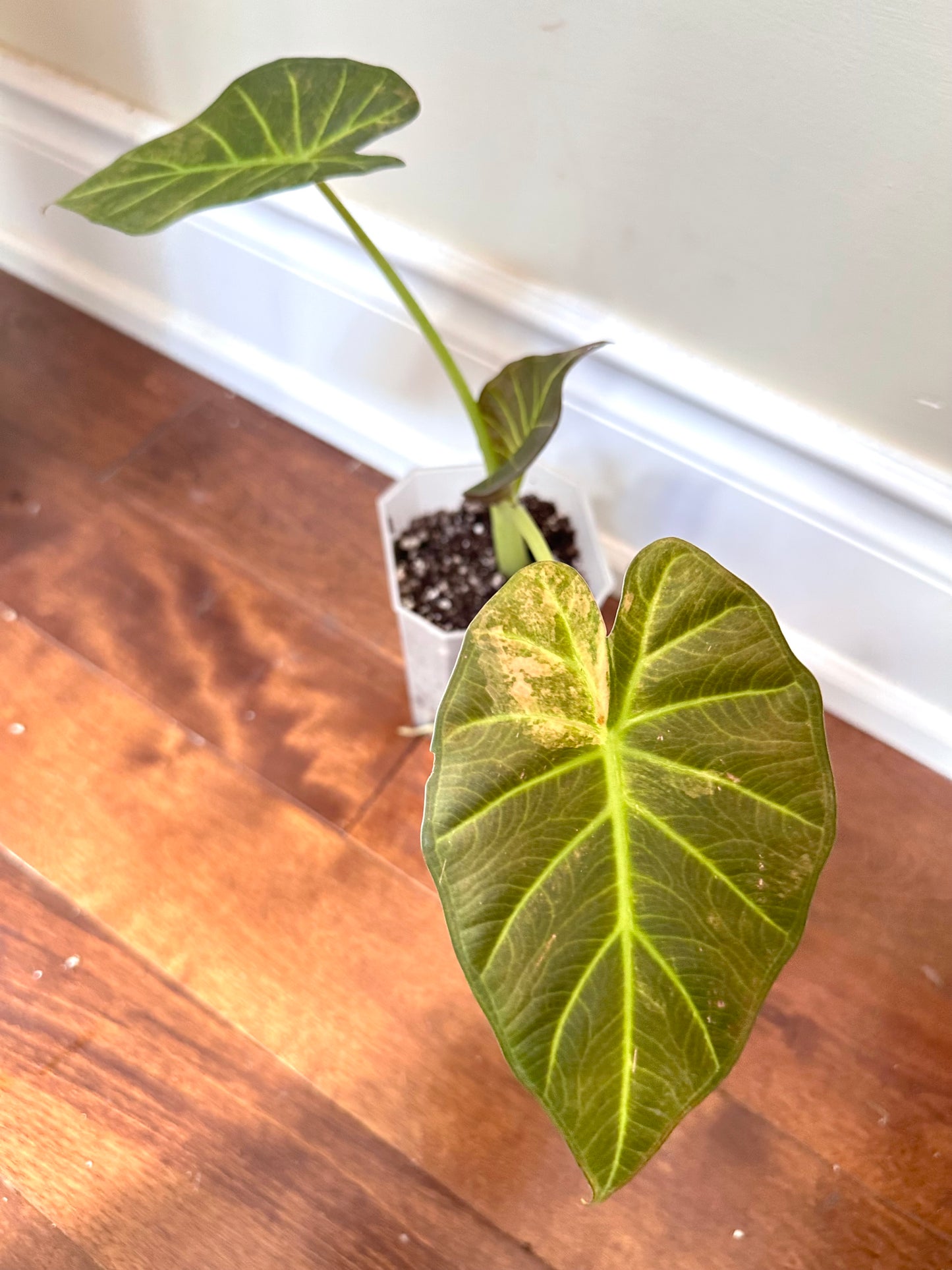 Alocasia Regal Shields Aurea Variegated - Labour Day Sale ❤️🔥