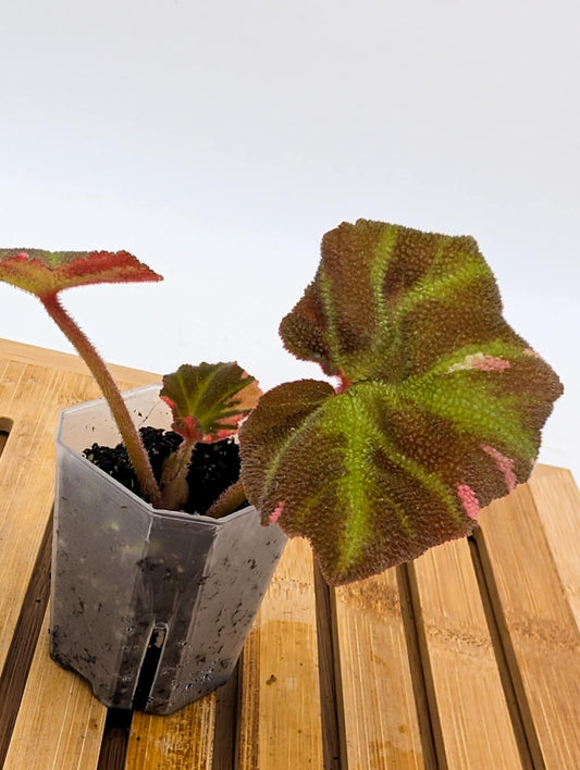 Begonia Soli Mutata Variegated