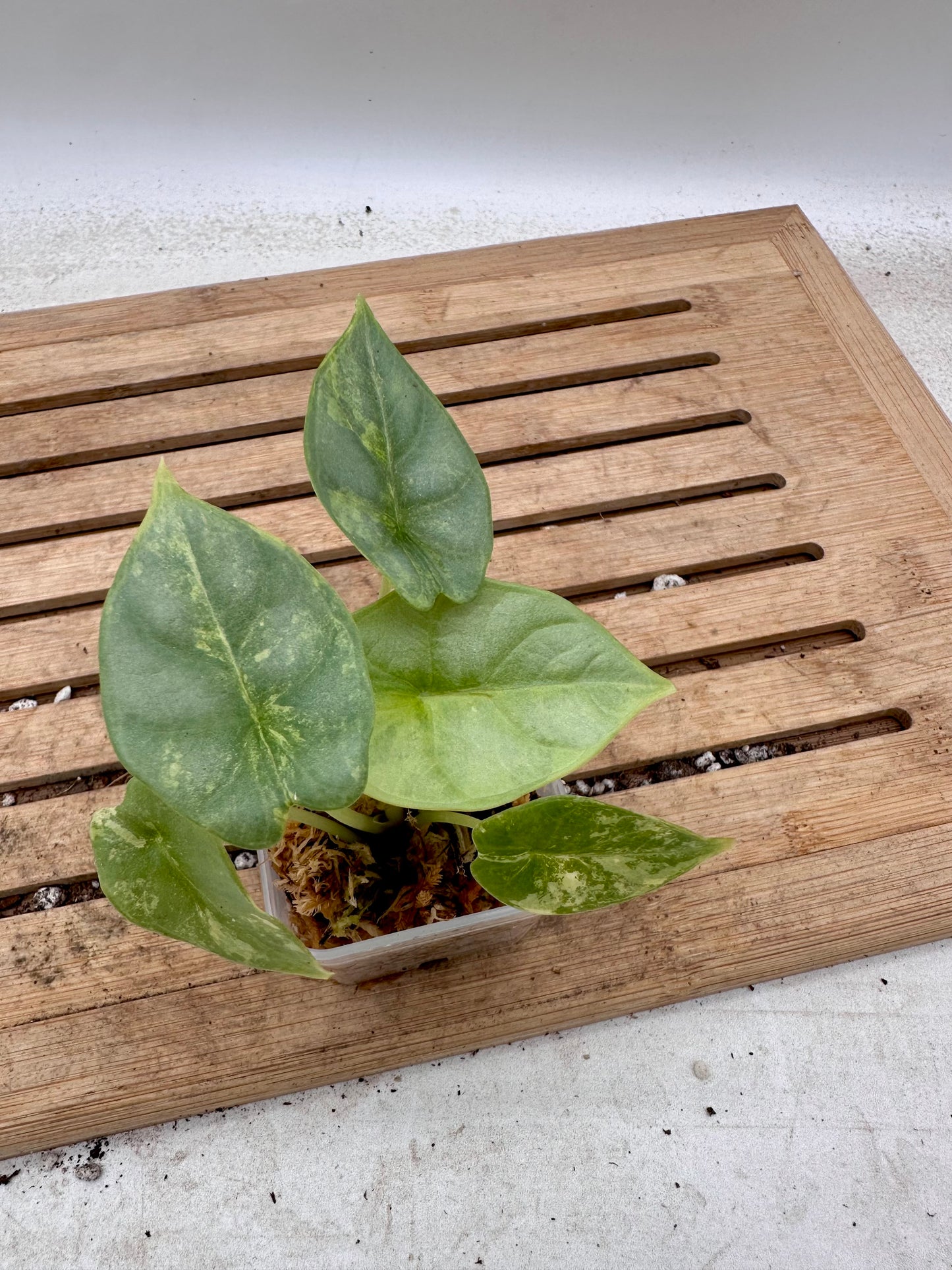 Alocasia Silver Dragon Aurea Variegated
