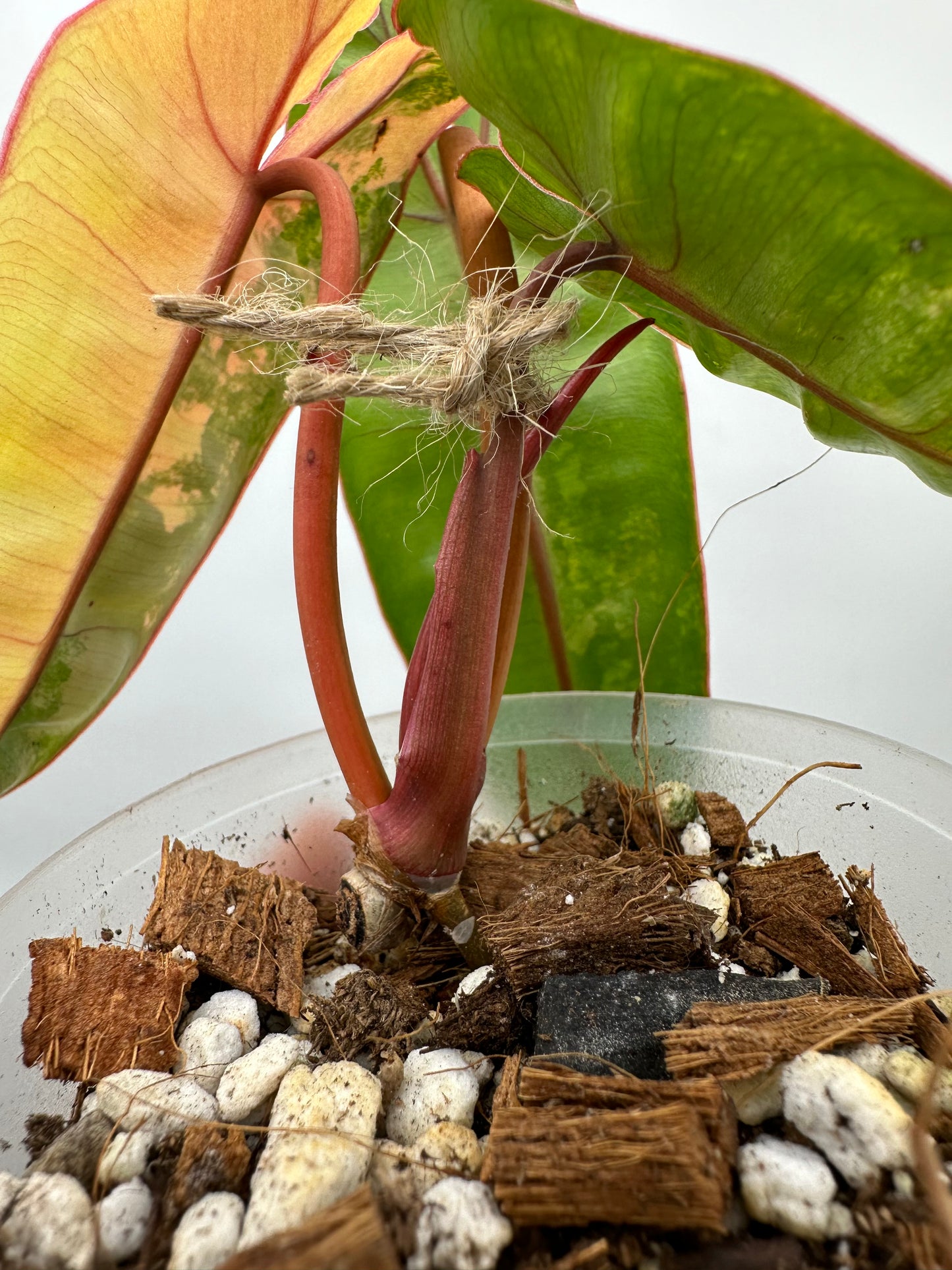 Long Weekend Sales 🐣🐇- Philodendron Billietiae Variegated