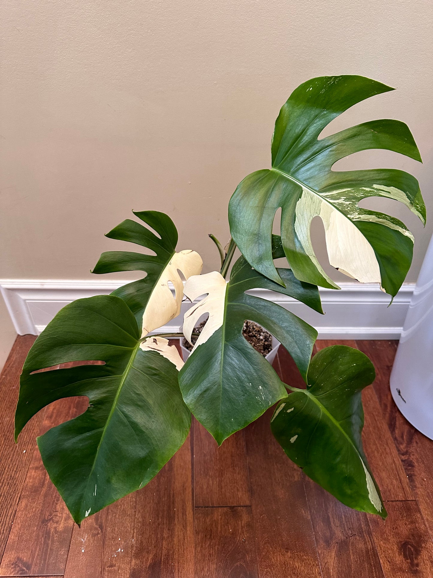 Monstera Albo - Clearance