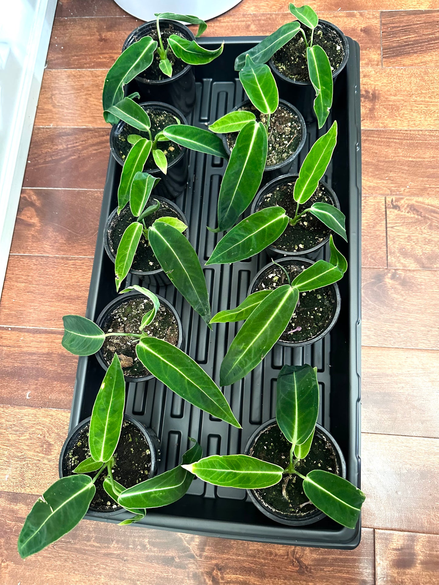 Anthurium Warocquenum Dark Queen - Thanksgiving Sale 💚
