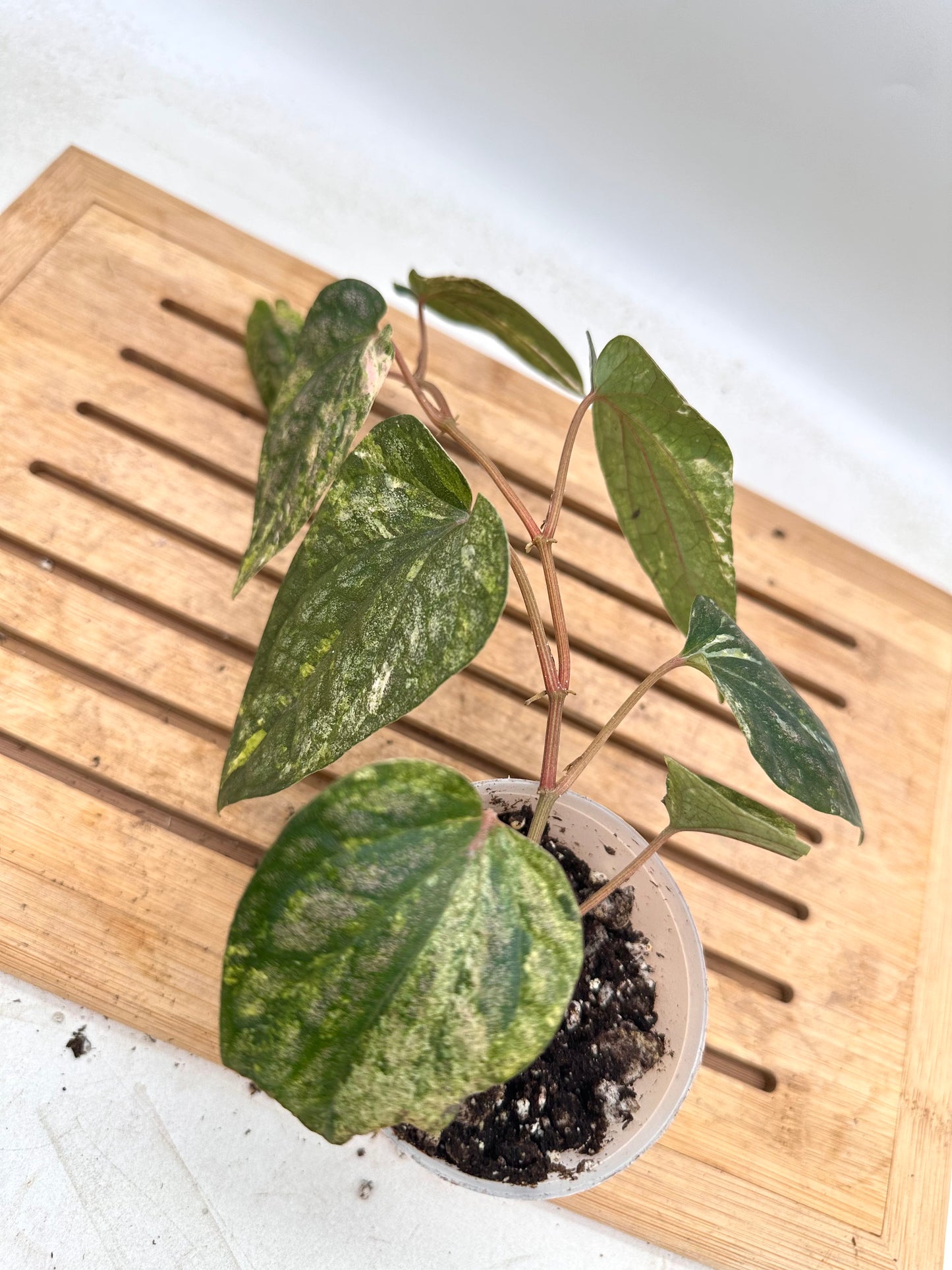 Piper Sylvaticum Variegated - August Sale