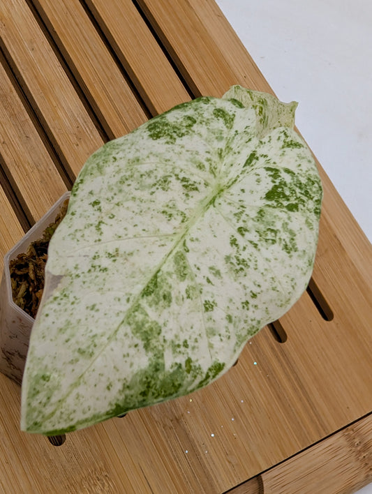 Alocasia Odora Batik