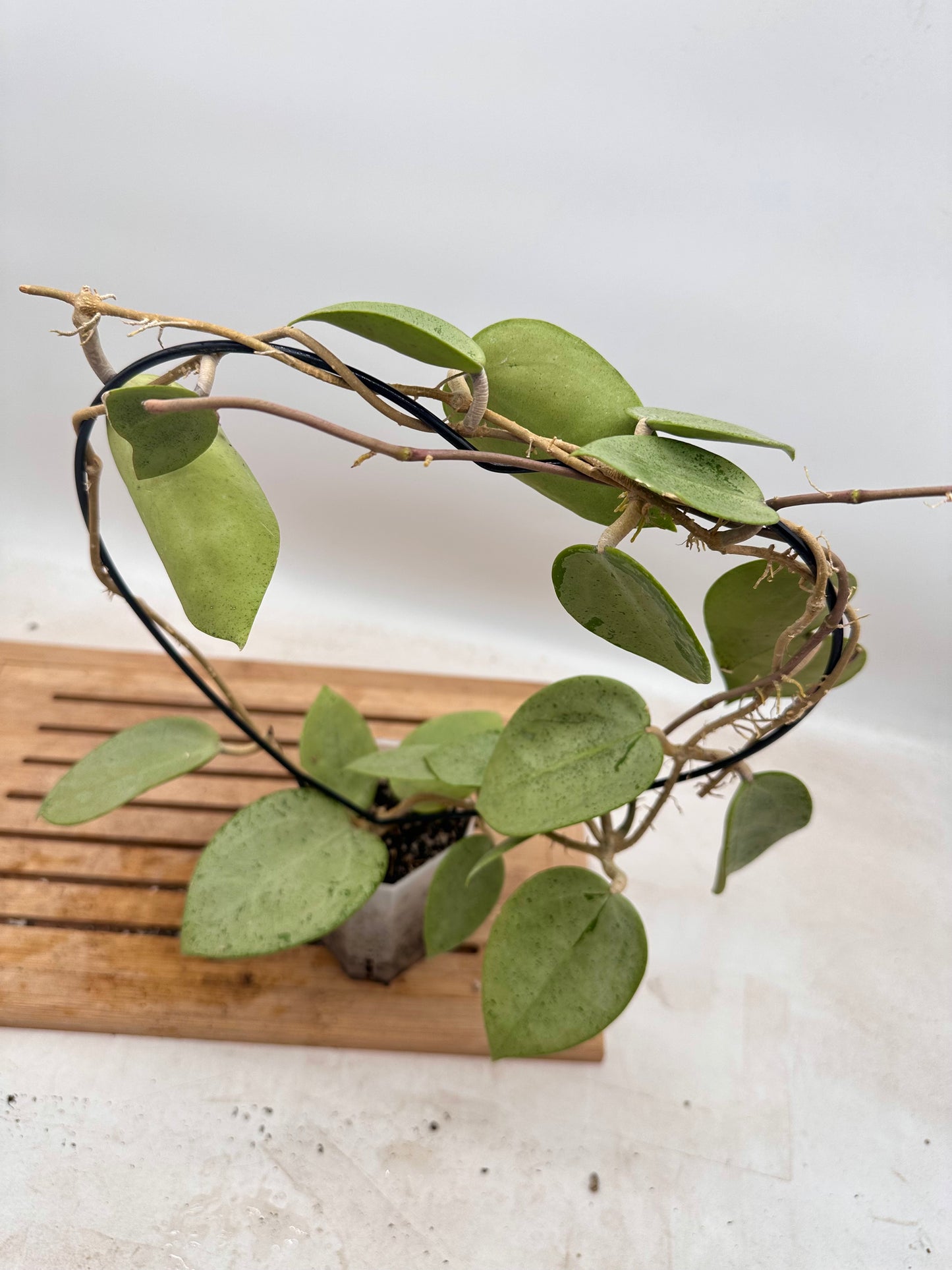 Hoya Verticillata Silver Heart - Size Large - Thanksgiving Sale 💚