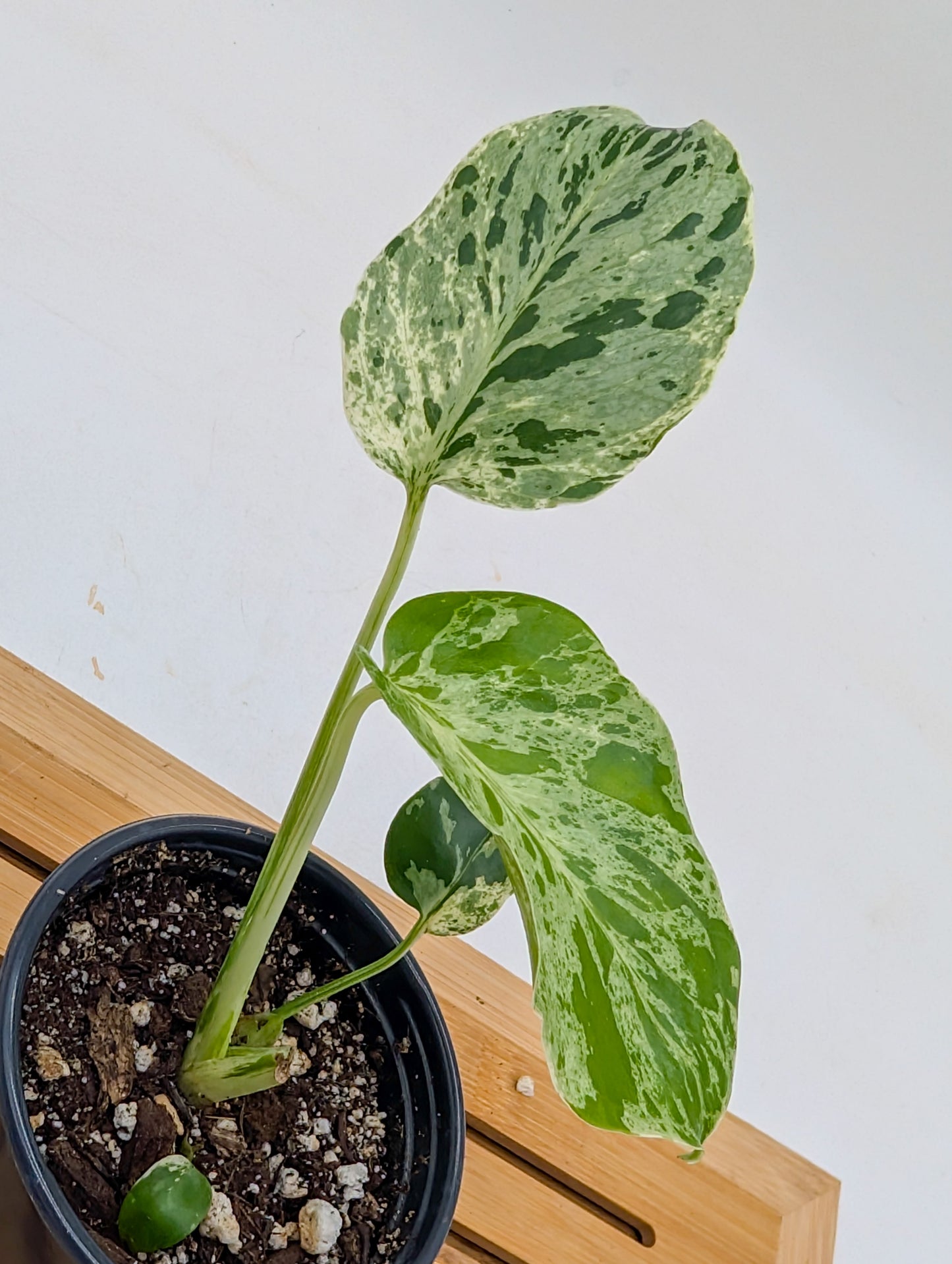 Monstera Bulbasaur
