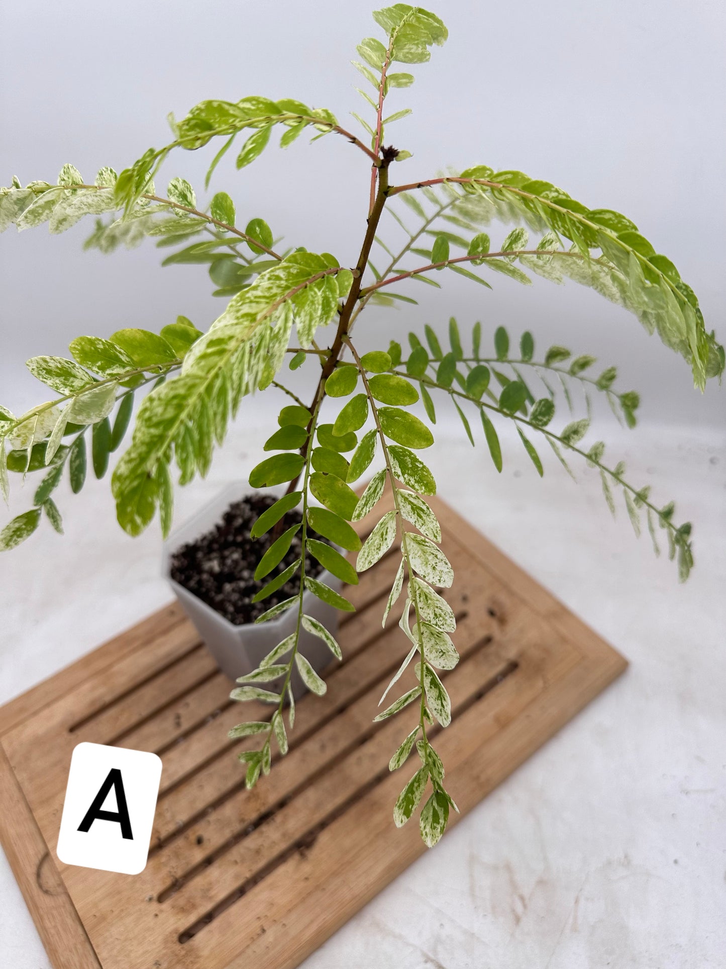 Phyllanthus Pulcher Variegated - Size M