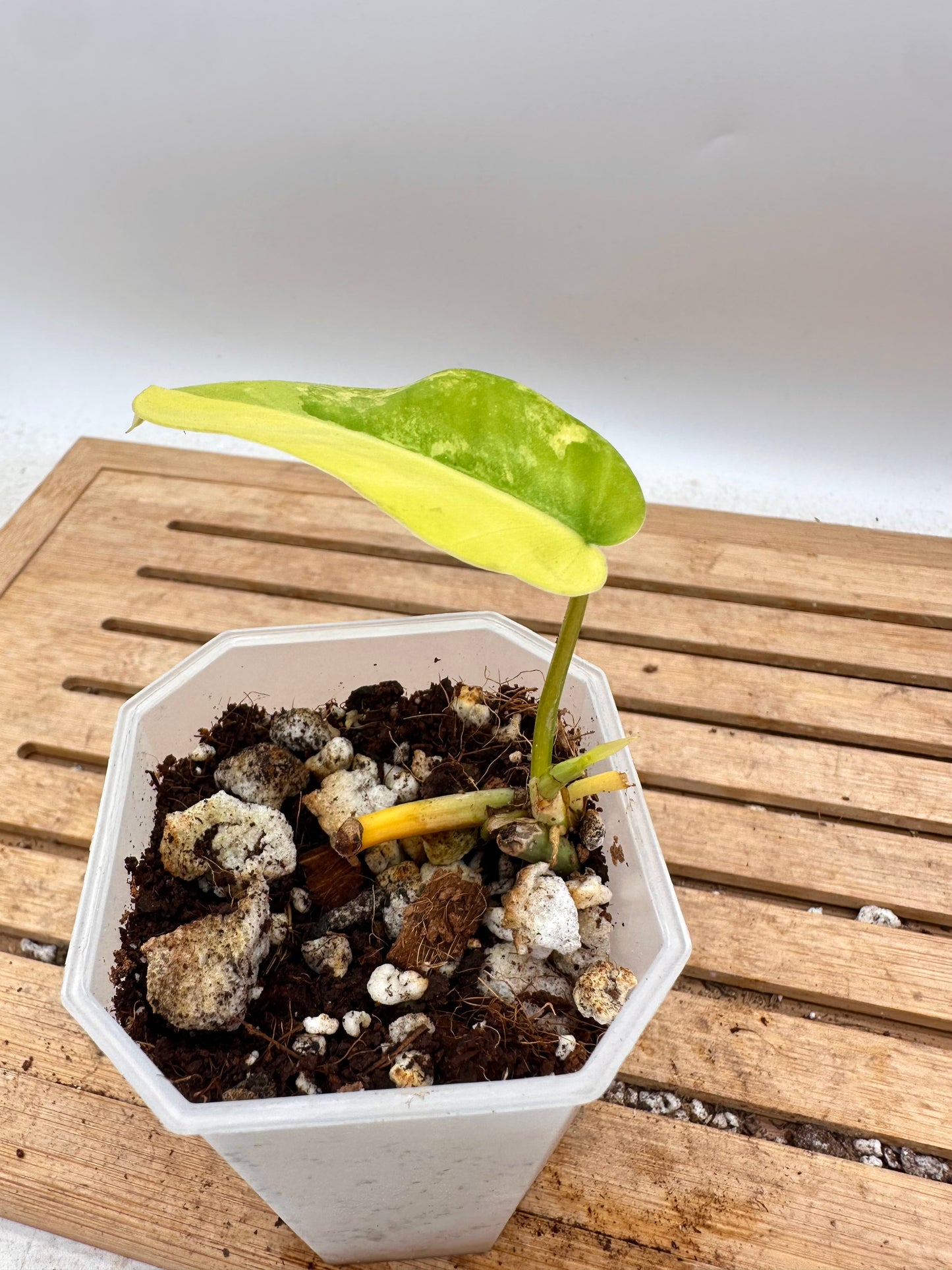 Philodendron Violin Variegated