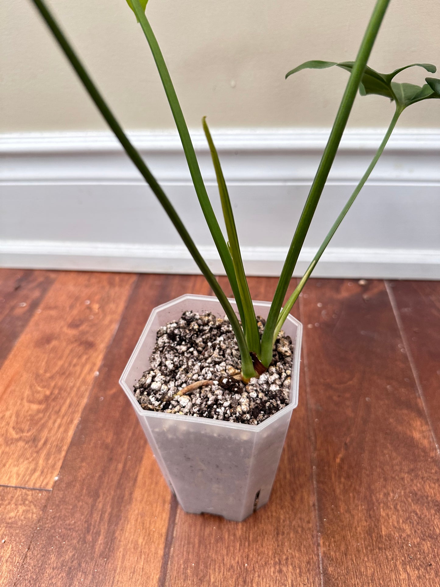 Philodendron Goeldii Variegated - Good Size - August Sale
