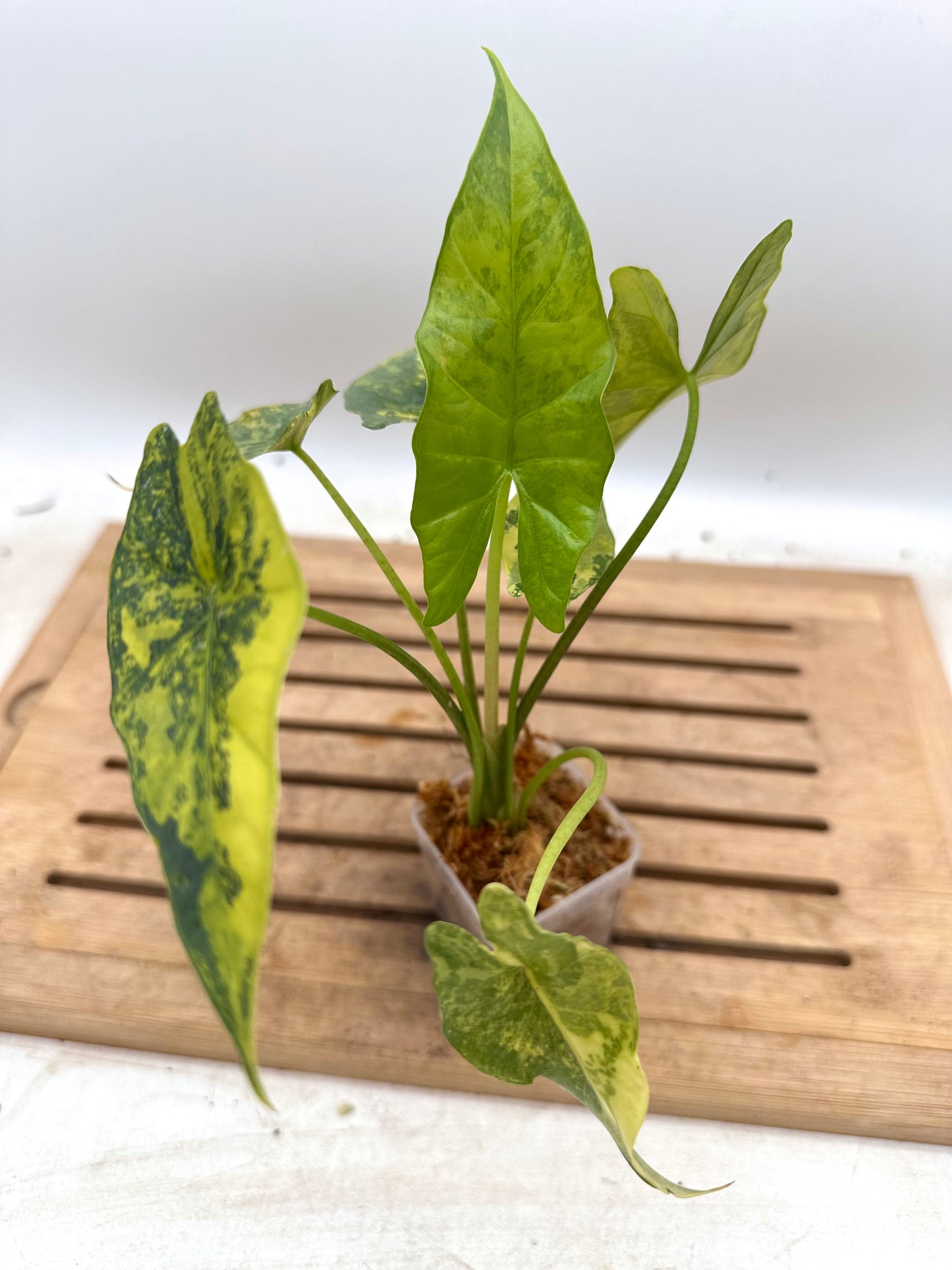 Alocasia Simpo Aurea Variegated