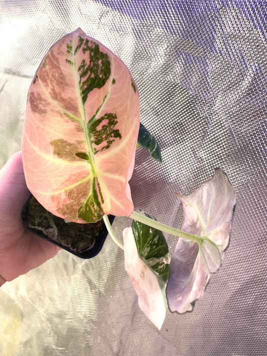 Alocasia Black Velvet Variegated