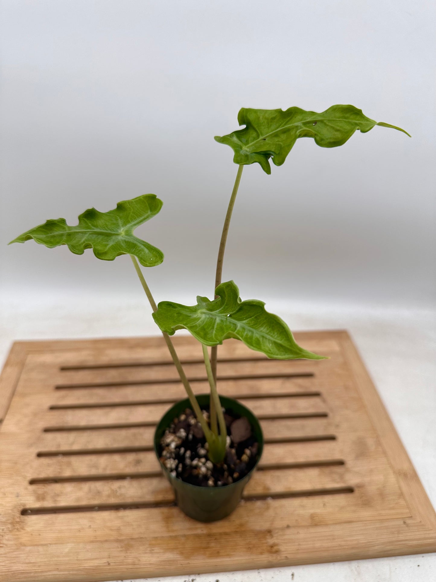 Alocasia Teletubbies in 3” pot -August Sale