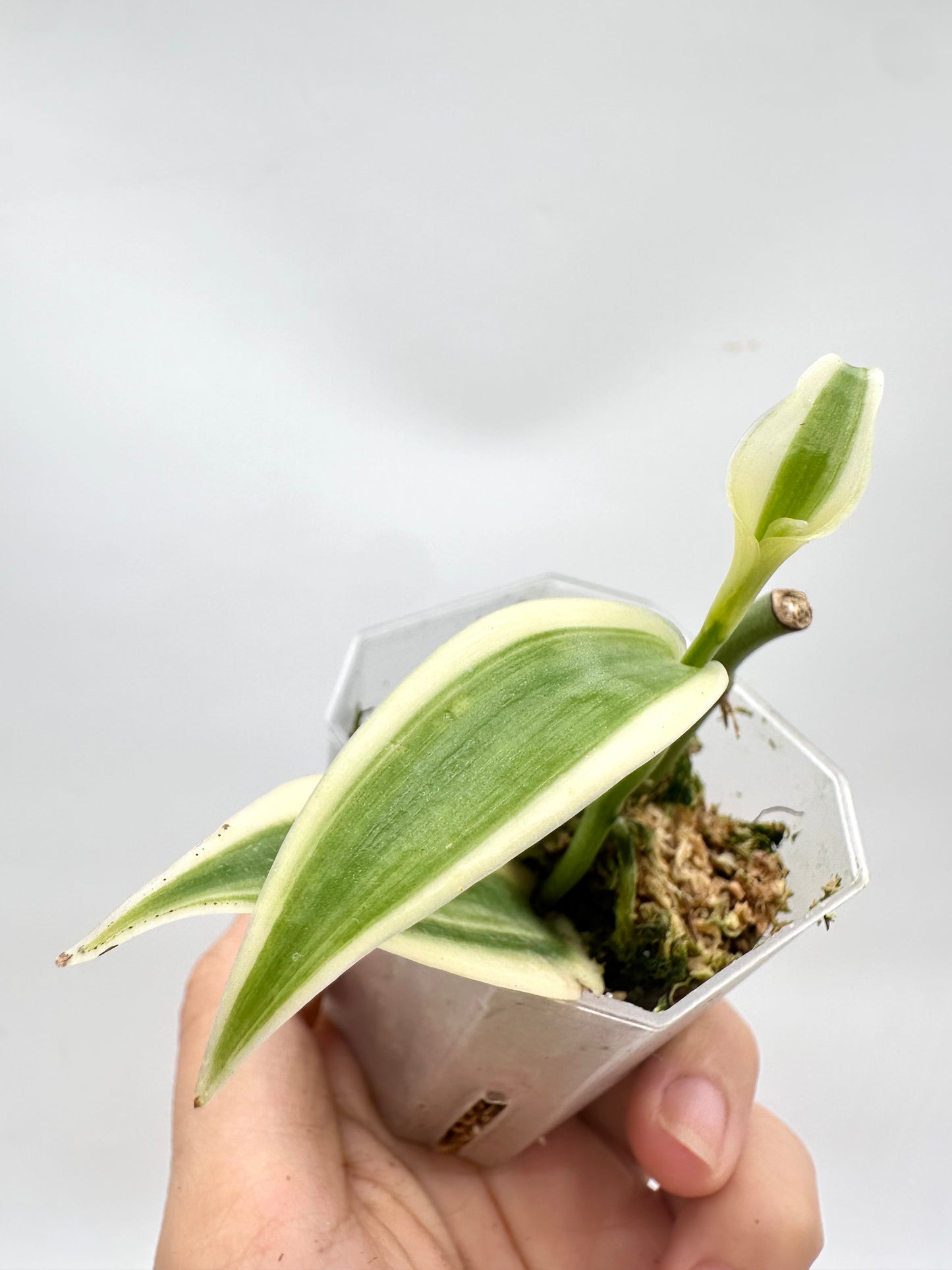 Vanilla Orchid Variegated