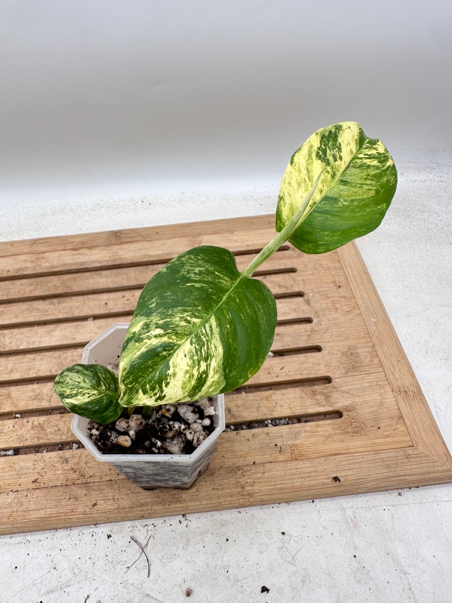 Rhaphidophora Puberula Variegated - Thanksgiving Sale 💚