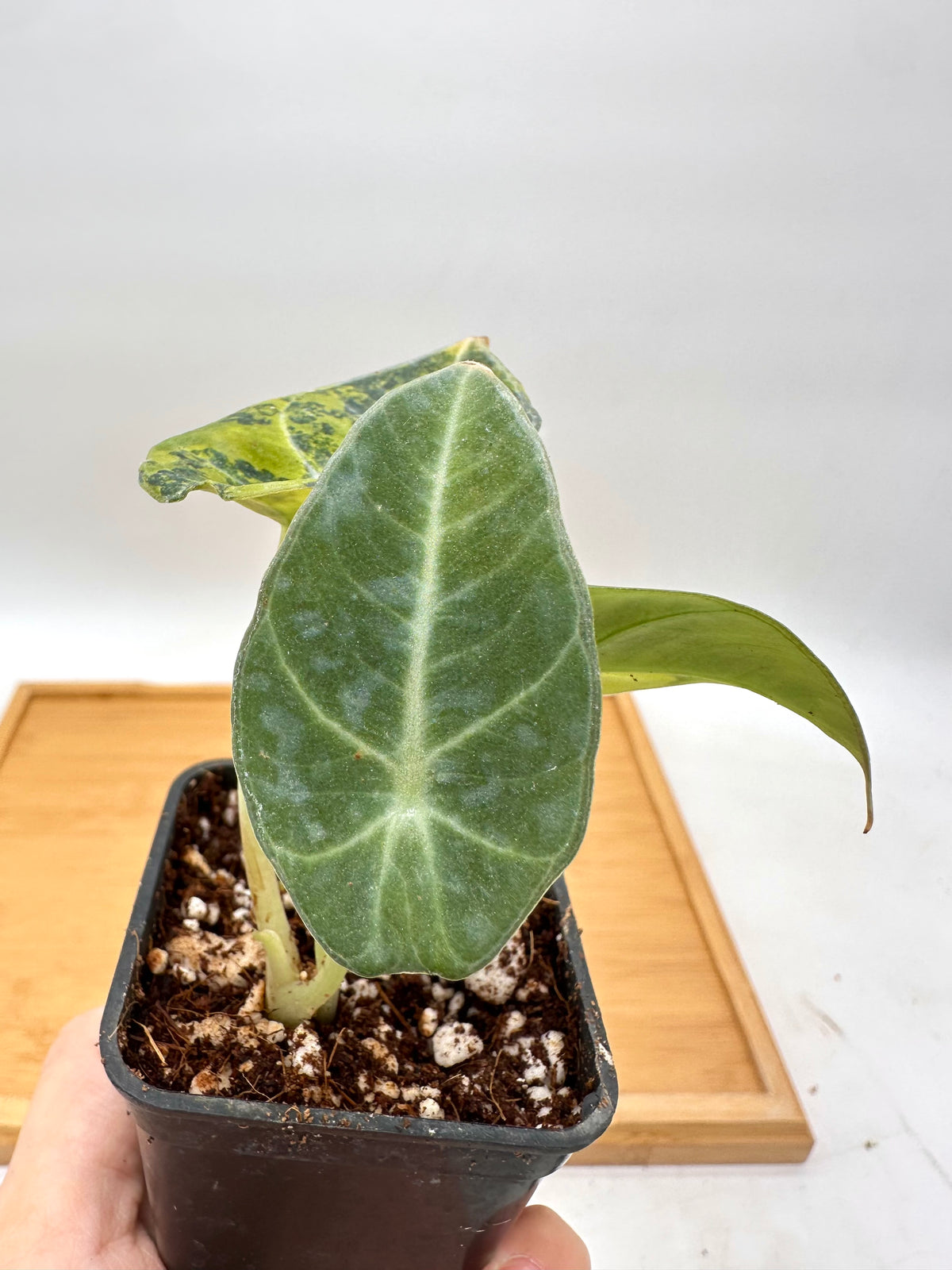 Alocasia Black Velvet Gold Variegated