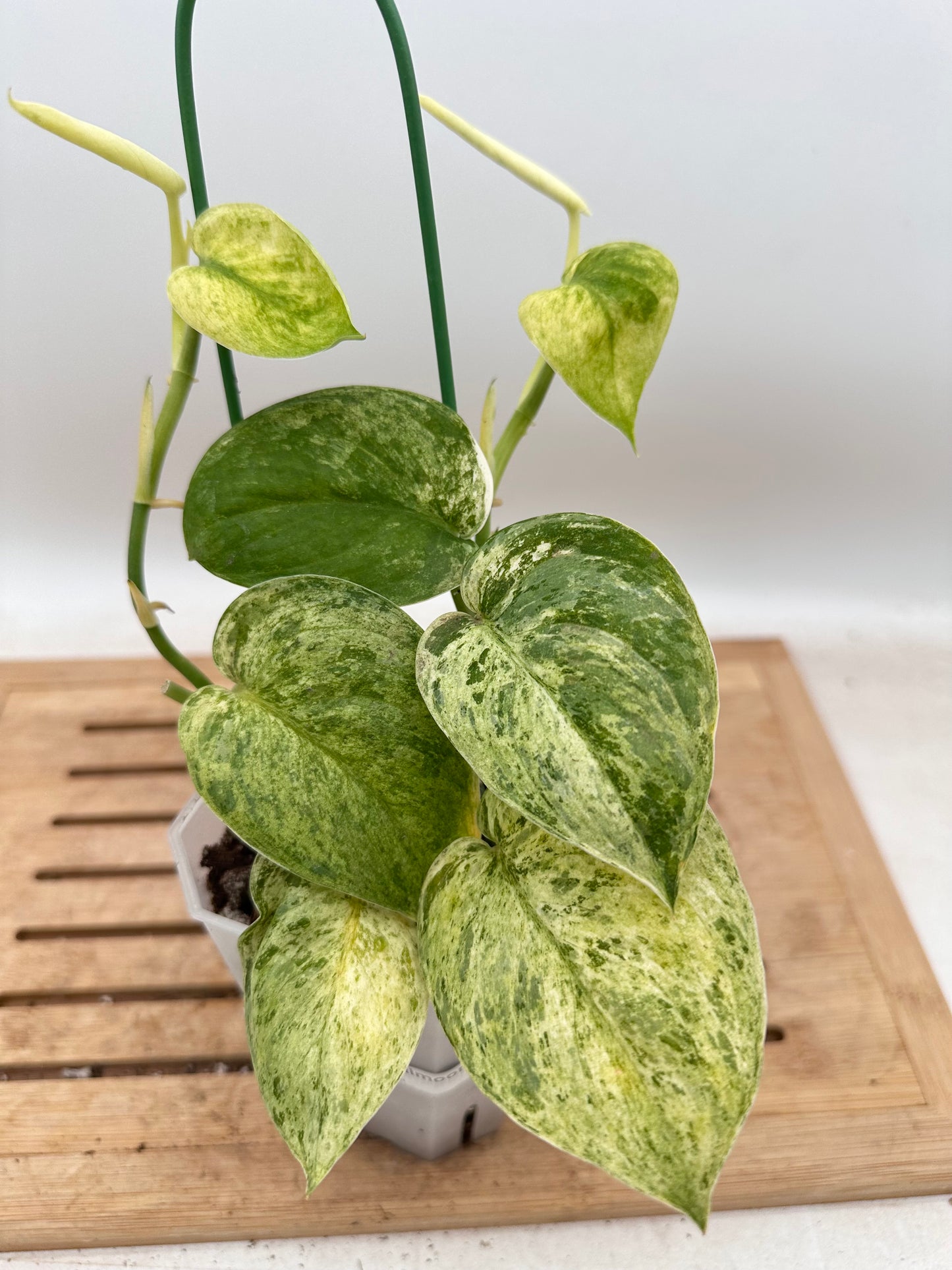 Scindapsus Halimoon - Multiple Growths - Thanksgiving Sale 💚