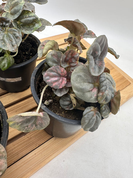 Peperomia Pink Lady ๐ธ