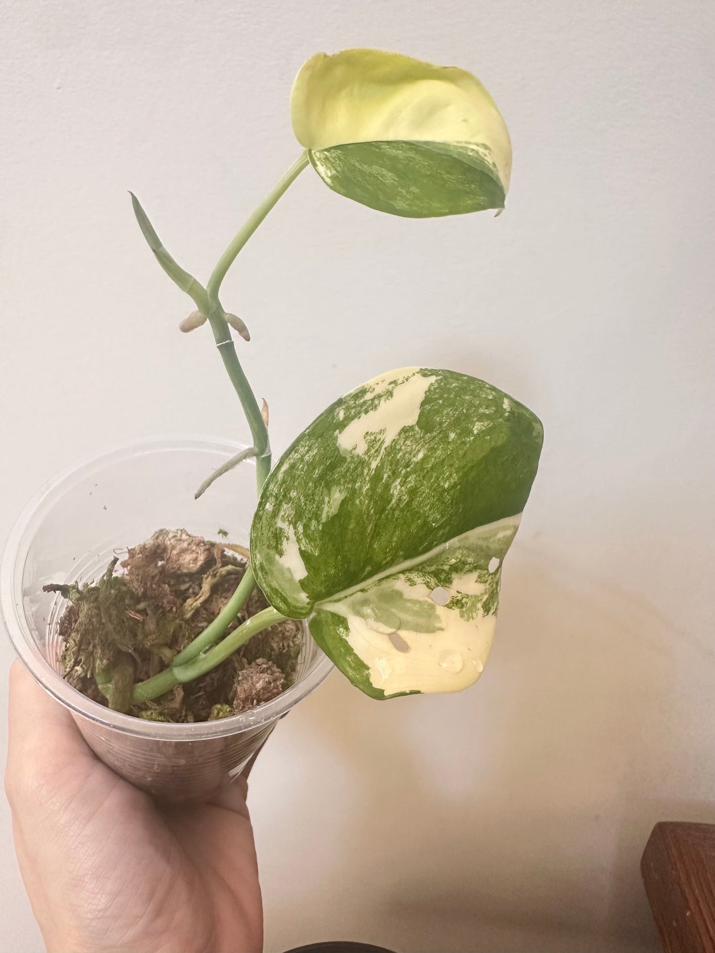 Scindapsus Jade Satin Variegated
