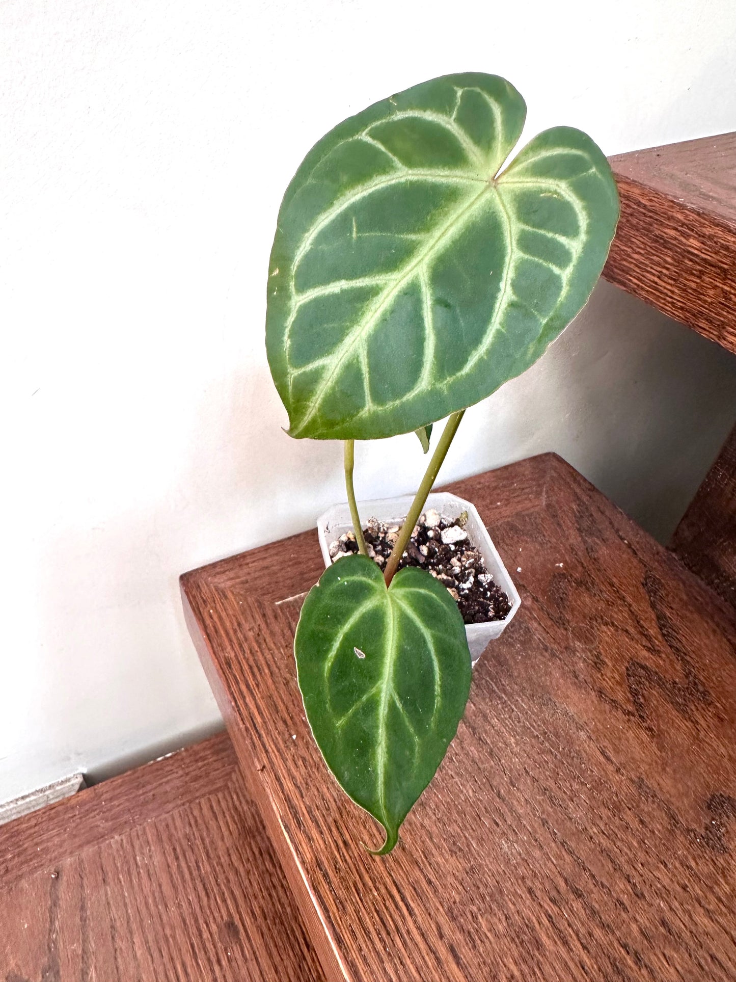 Anthurium Noid - Thanksgiving Sale 💚