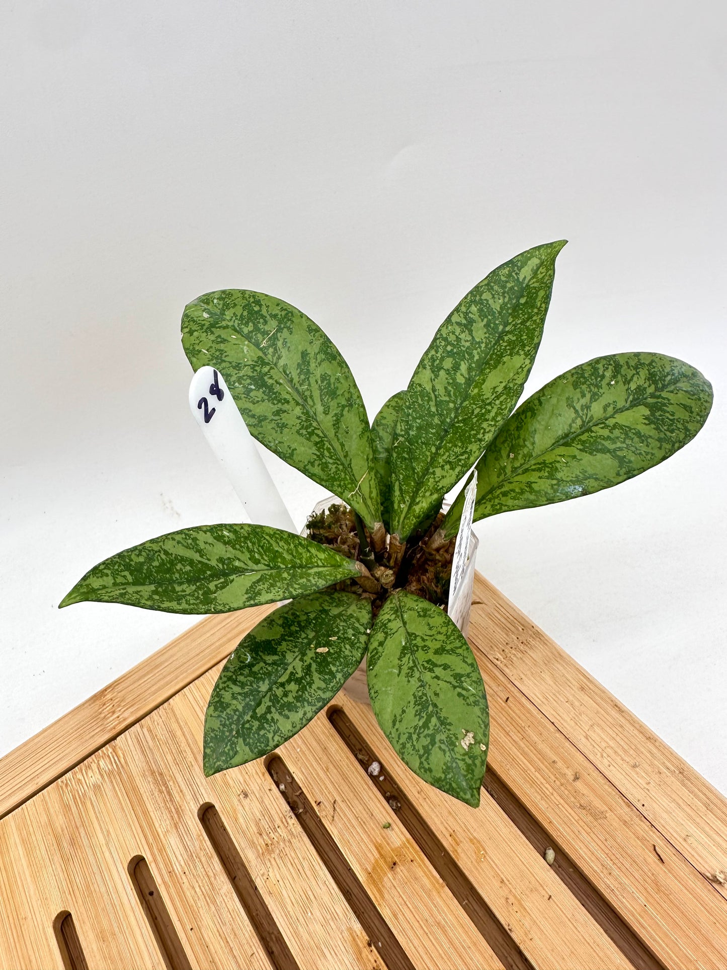 Hoya Crassiopetiolata Super Splash Clone #2