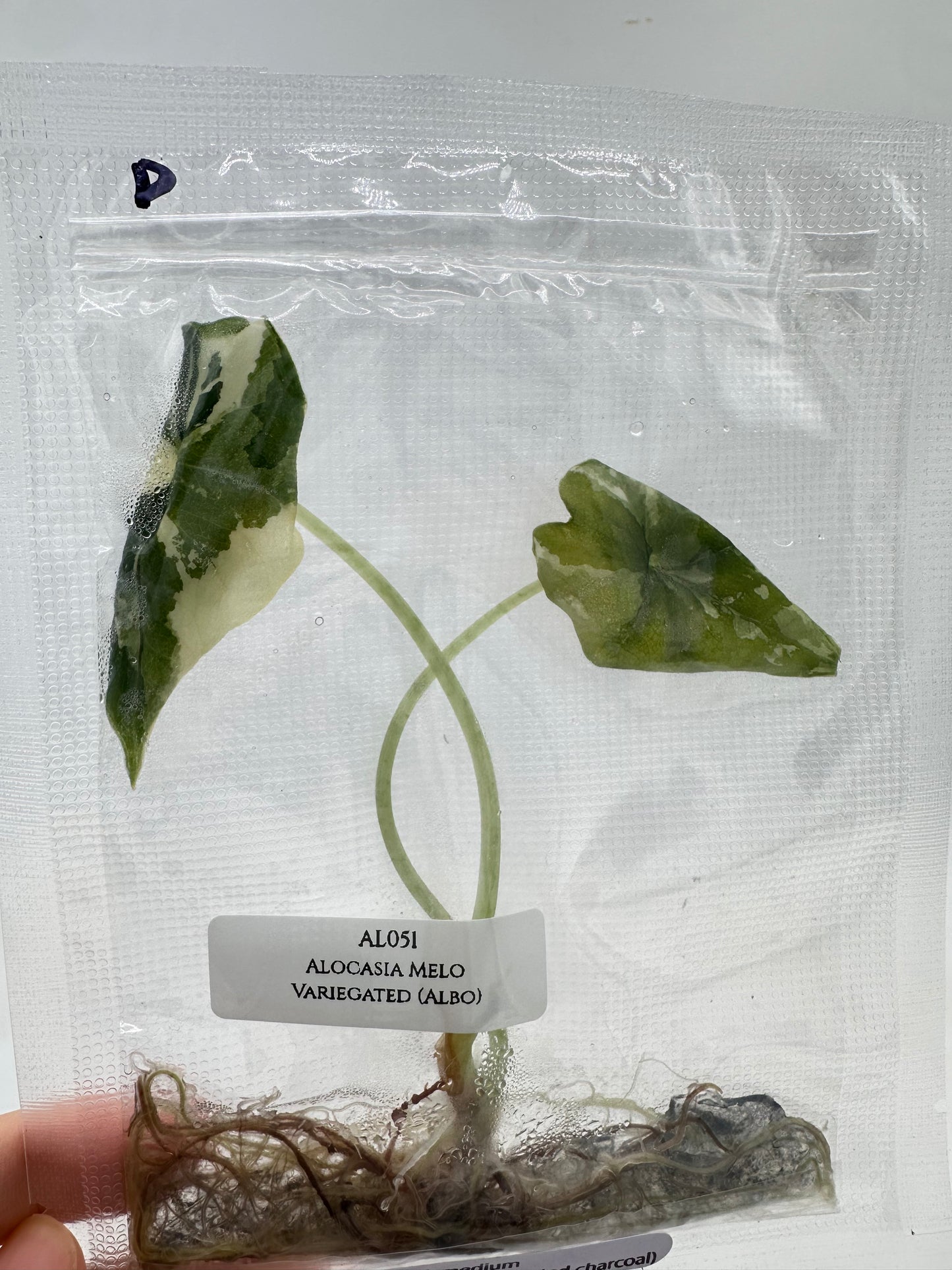 Tissue Culture - Alocasia Melo Albo Variegated