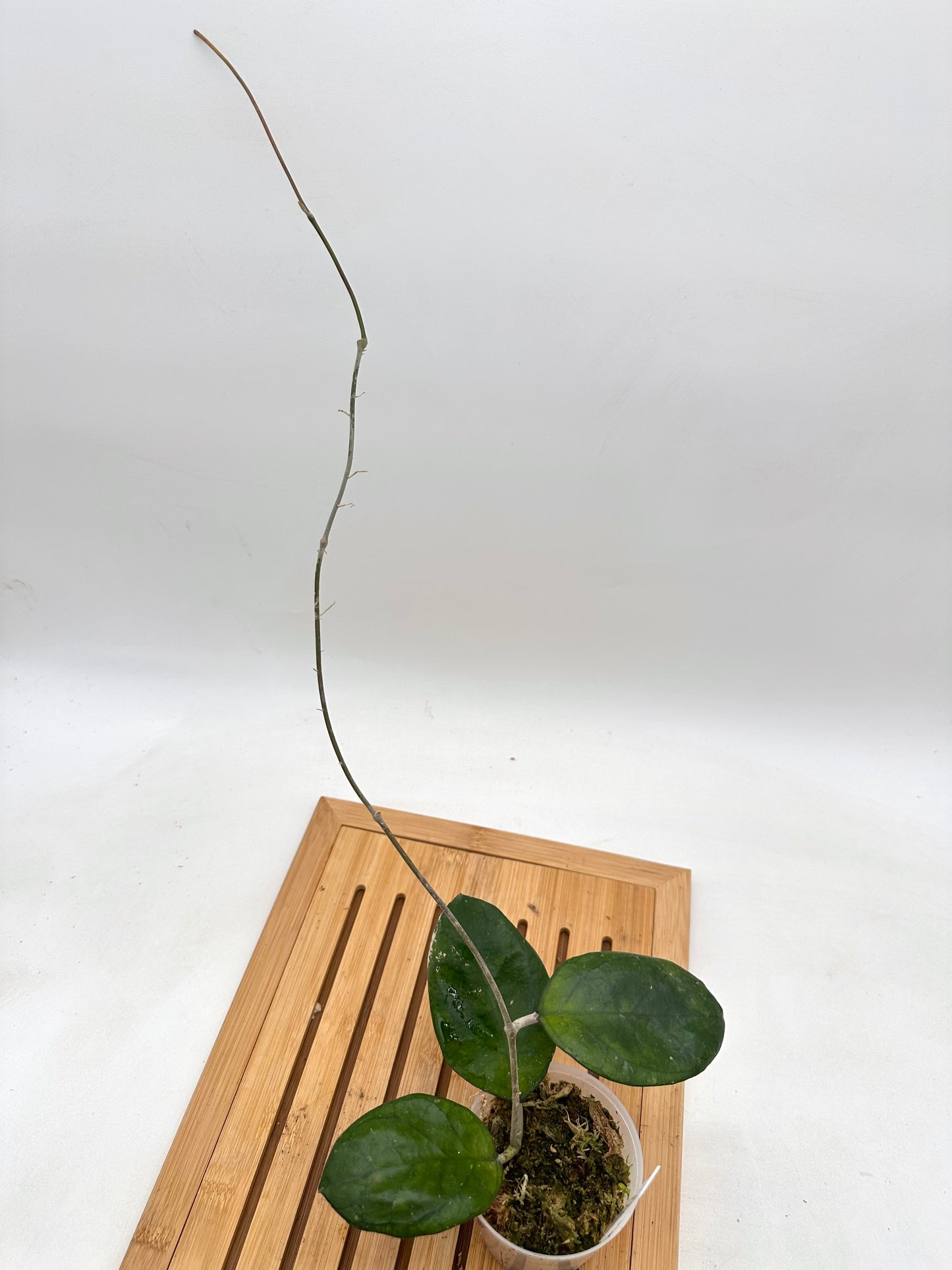 Hoya Ricardo - 023